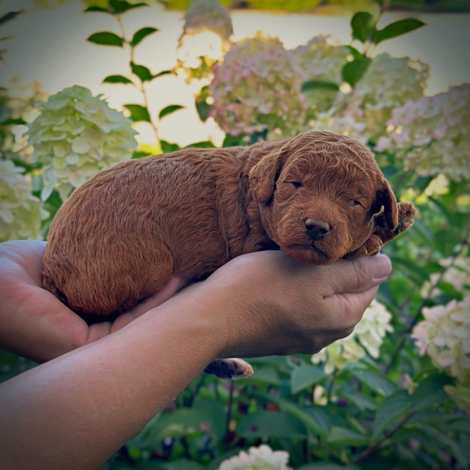 2 Weeks Old!