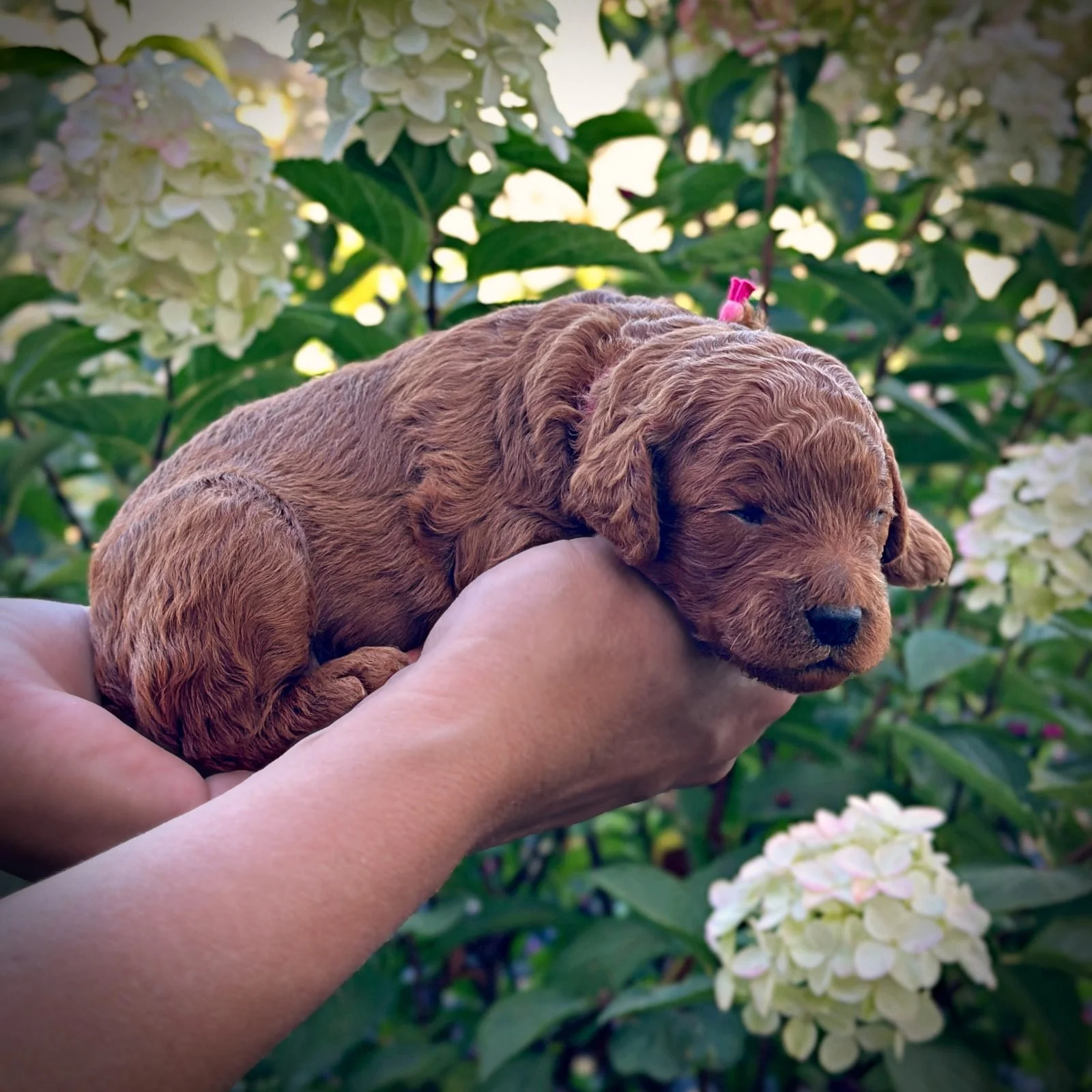 2 Weeks Old!
