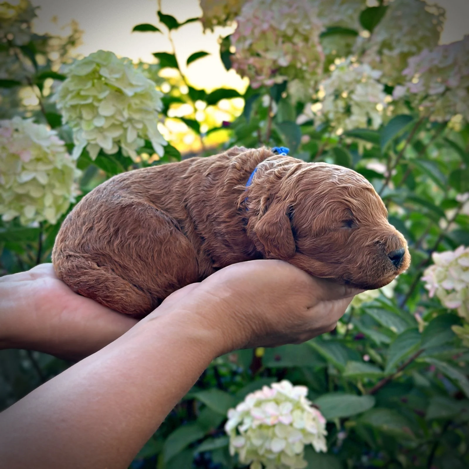 2 Weeks Old!