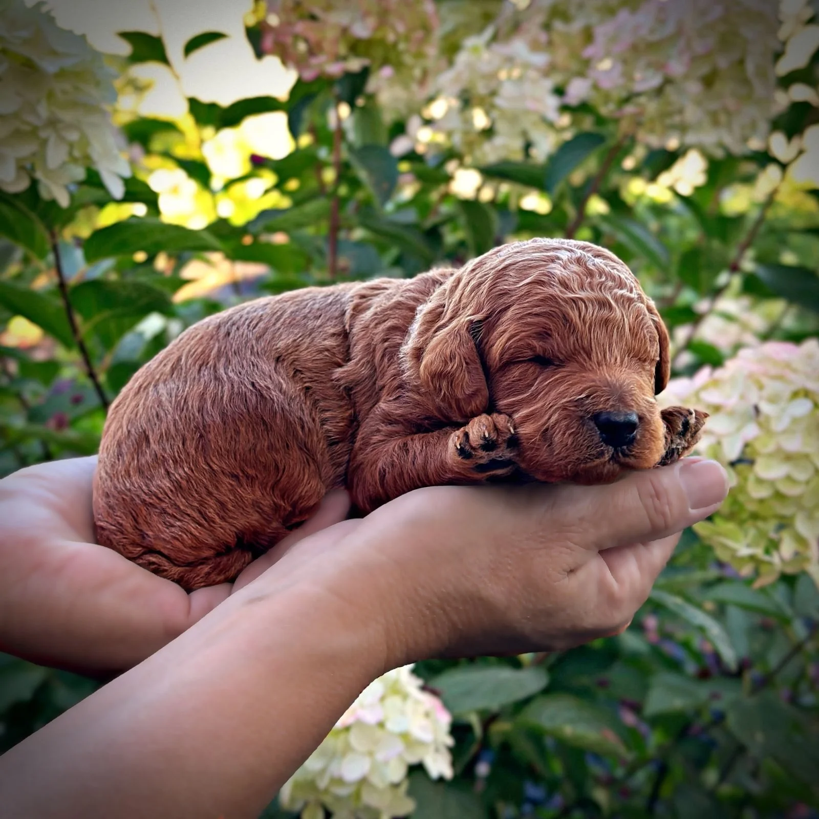 2 Weeks Old!