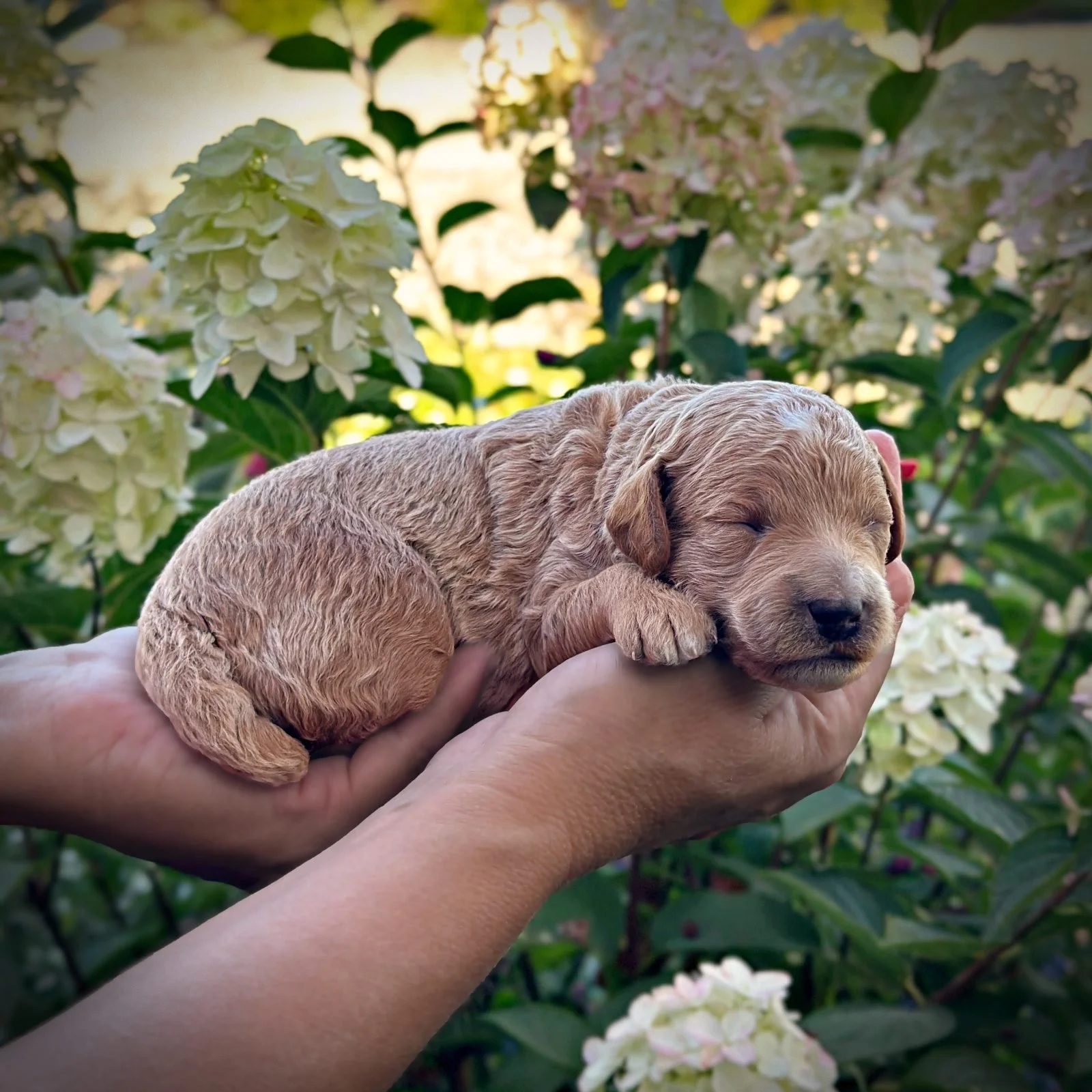 2 Weeks Old!