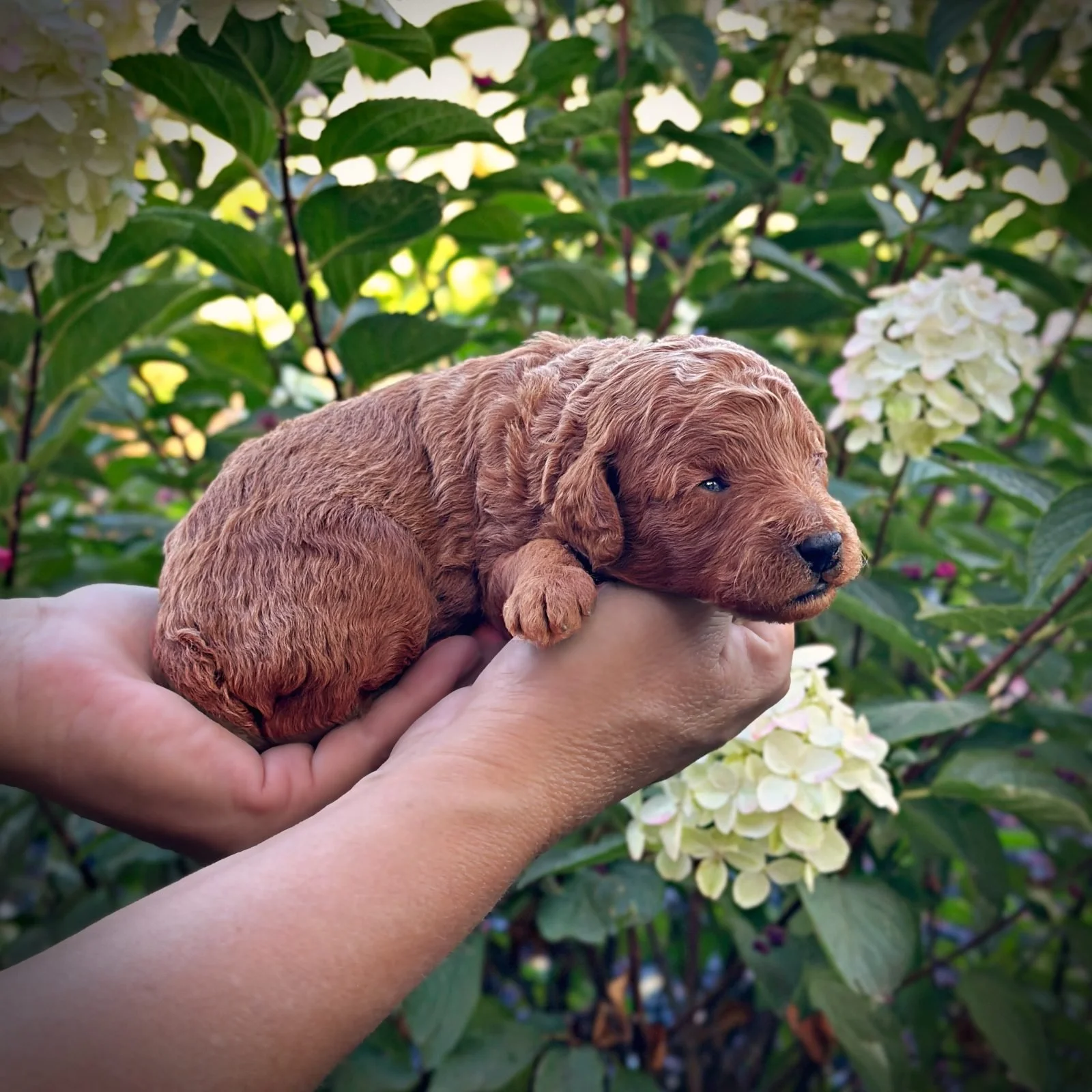 2 Weeks Old!