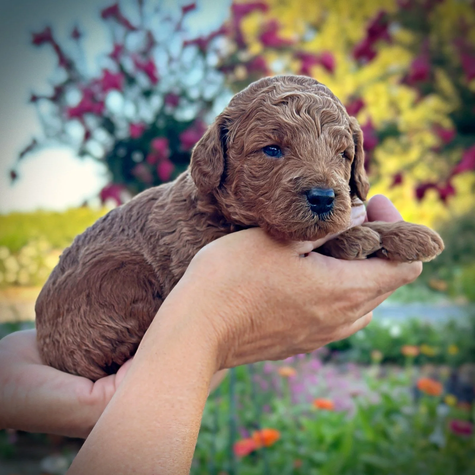 3 Weeks Old!