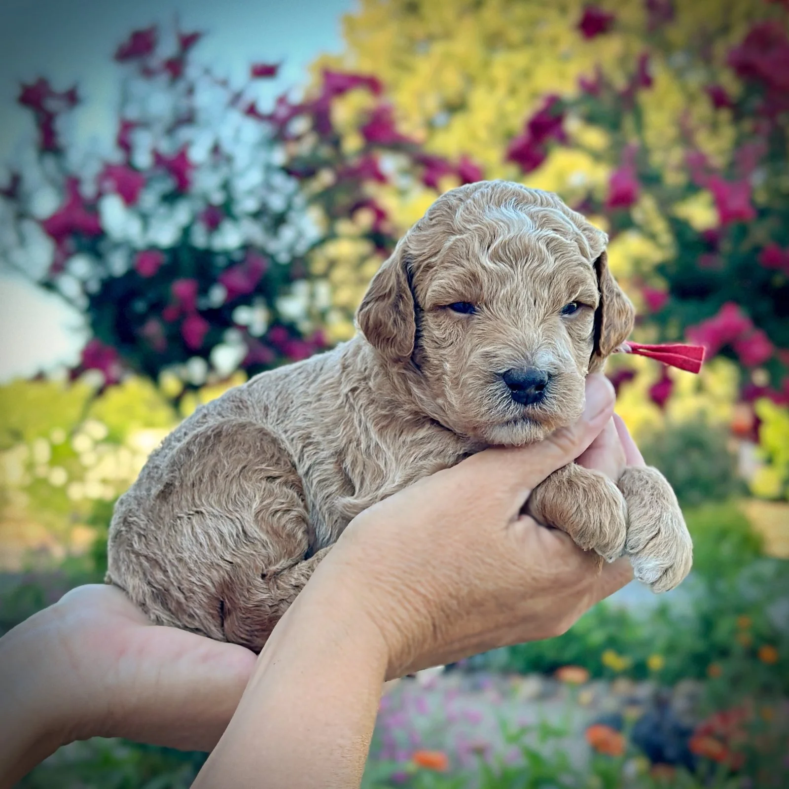 3 Weeks Old!