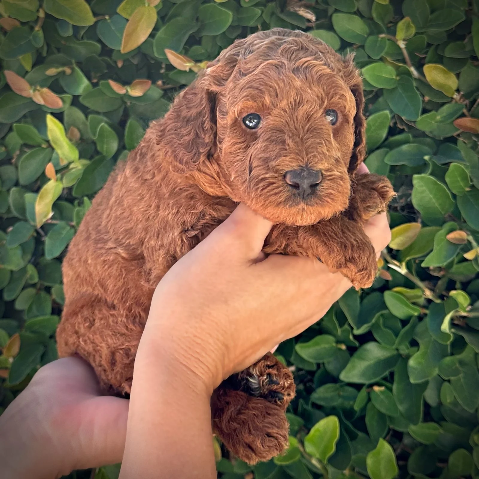 4 Weeks Old!