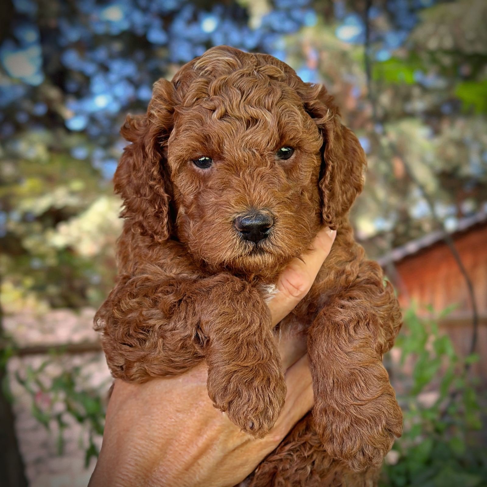 5 Weeks Old!