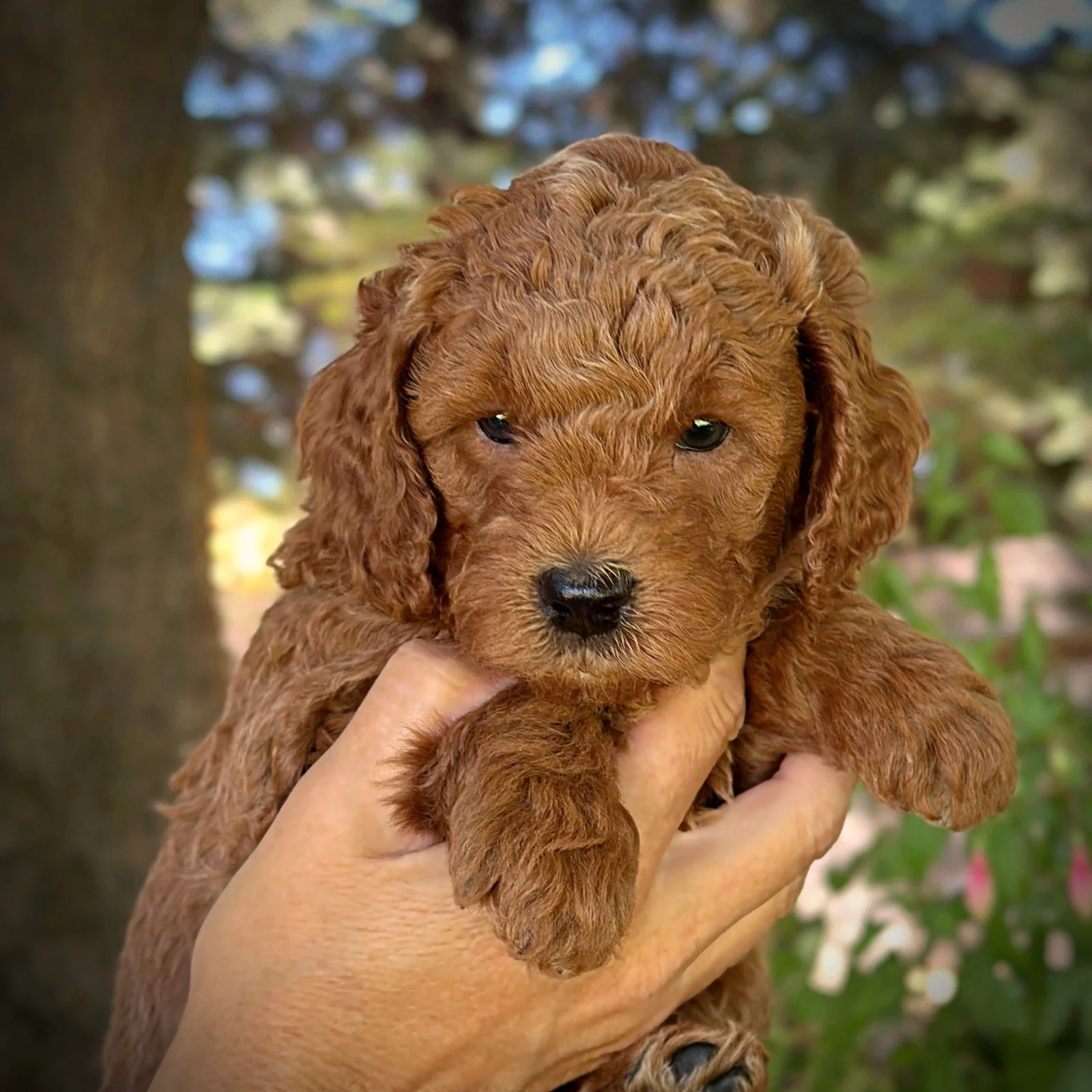 5 Weeks Old!