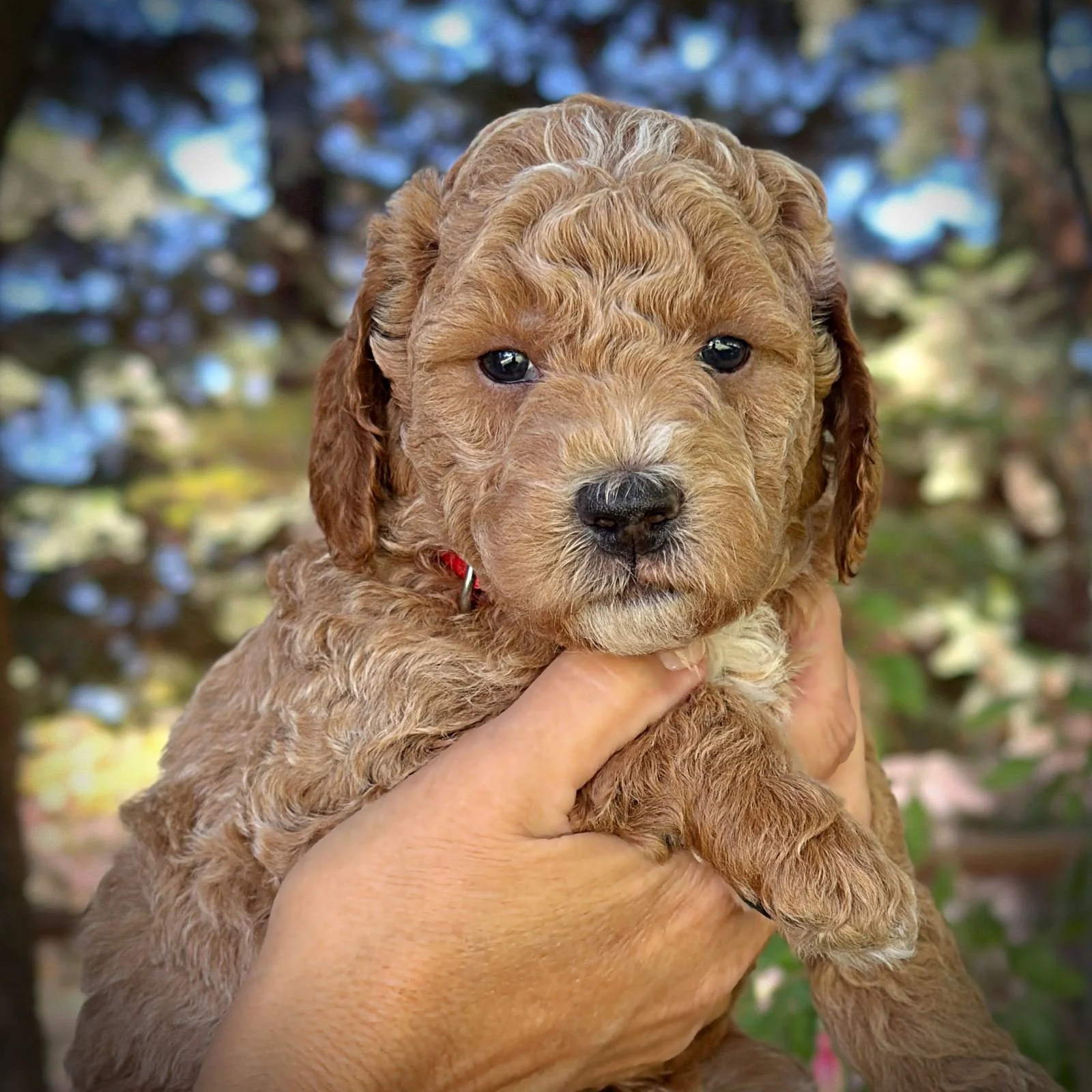 5 Weeks Old!
