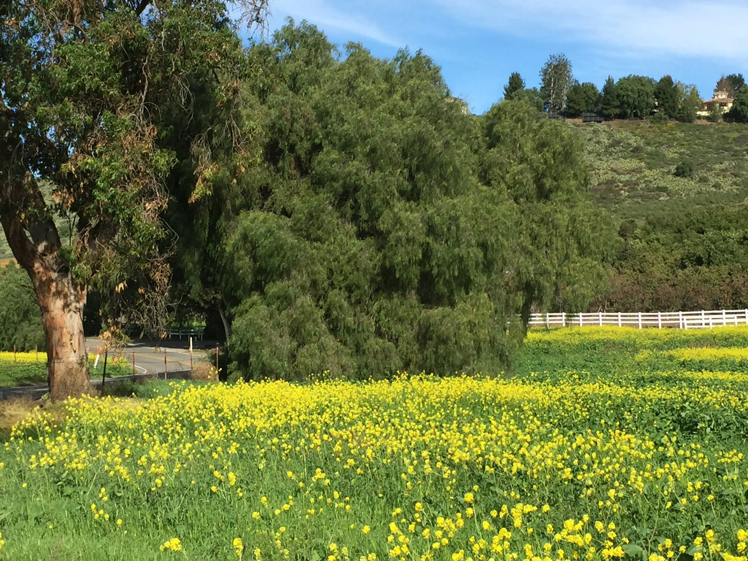Mustard plants dot the fields near my home in Thousand Oaks, CA