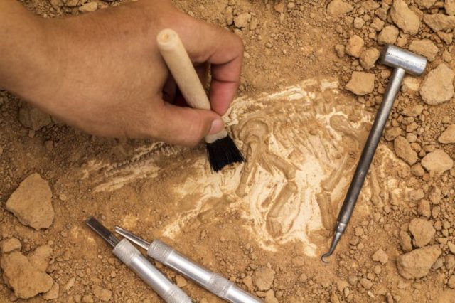fossili-640x426.jpg