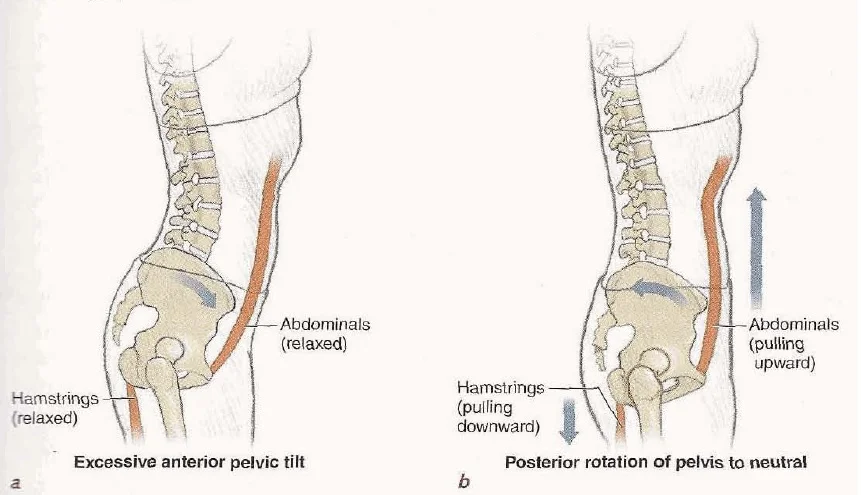 The muscles of the body work in a chain in order to allow for the pelvis to be held in a neutral position. The idea of the abdominals being the primary core stabilizer is extremely short-sighted