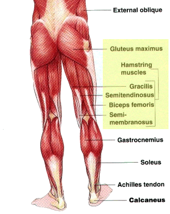 Strengthening the posterior chain can be very valuable, but when when performing vertical movements the anterior chain cannot be neglected.