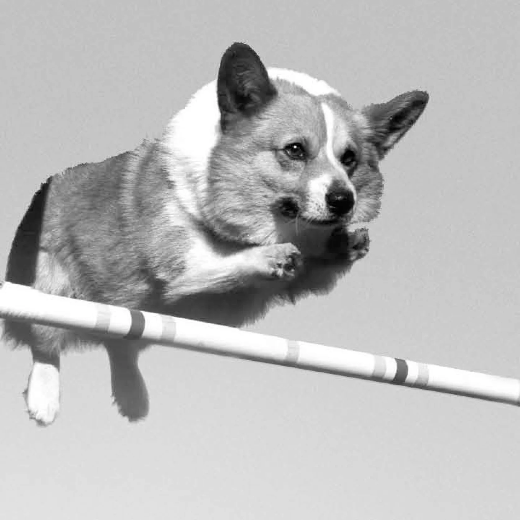 corgi_elevate_thumbnail.jpg