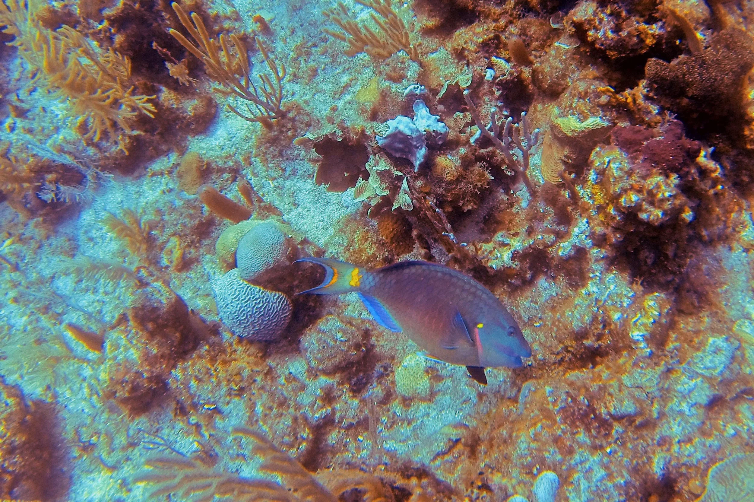 Stoplight Parrotfish (Terminal Phase)