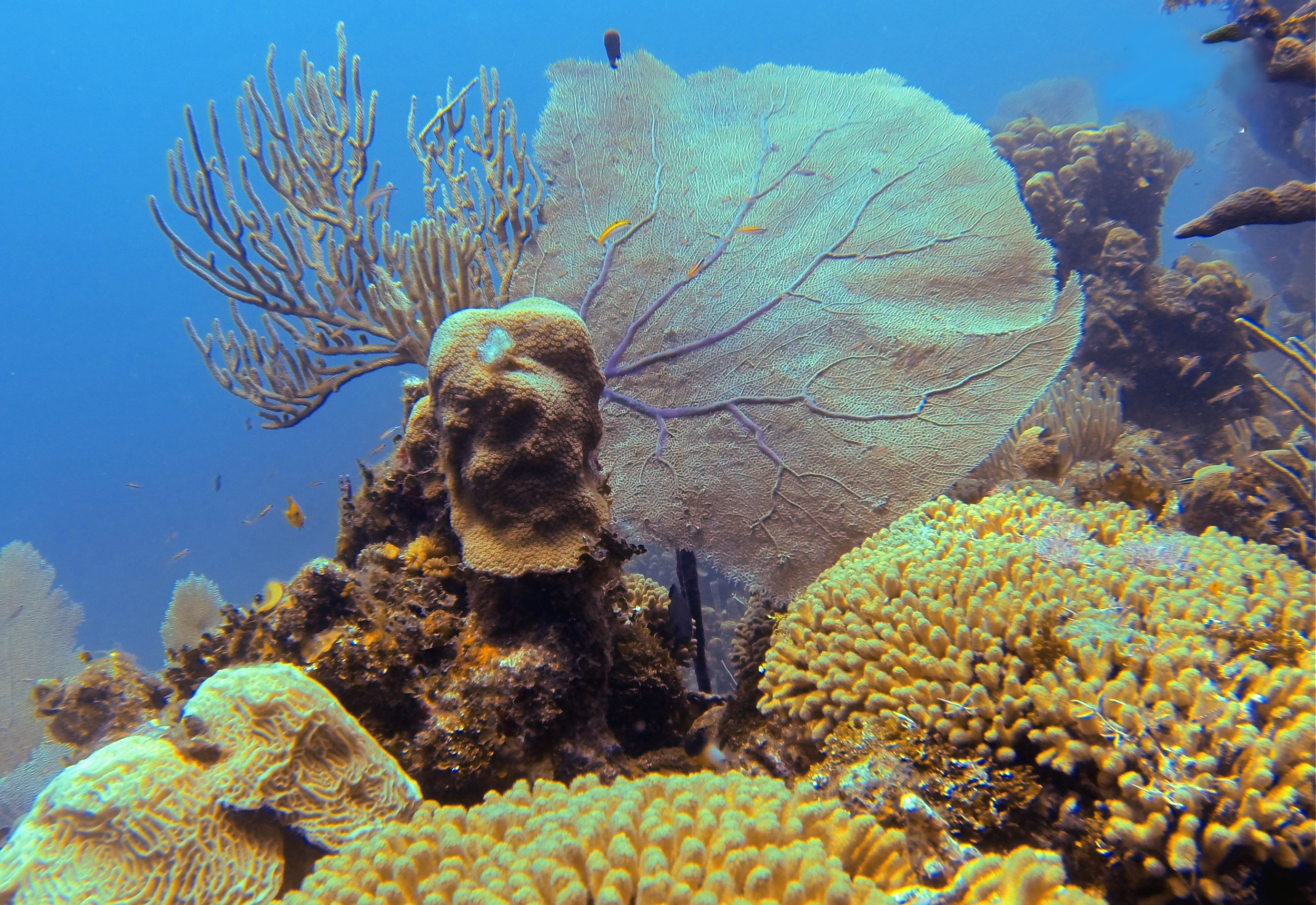Lettuce Coral, Yellow Pencil Coral, Sea fan.