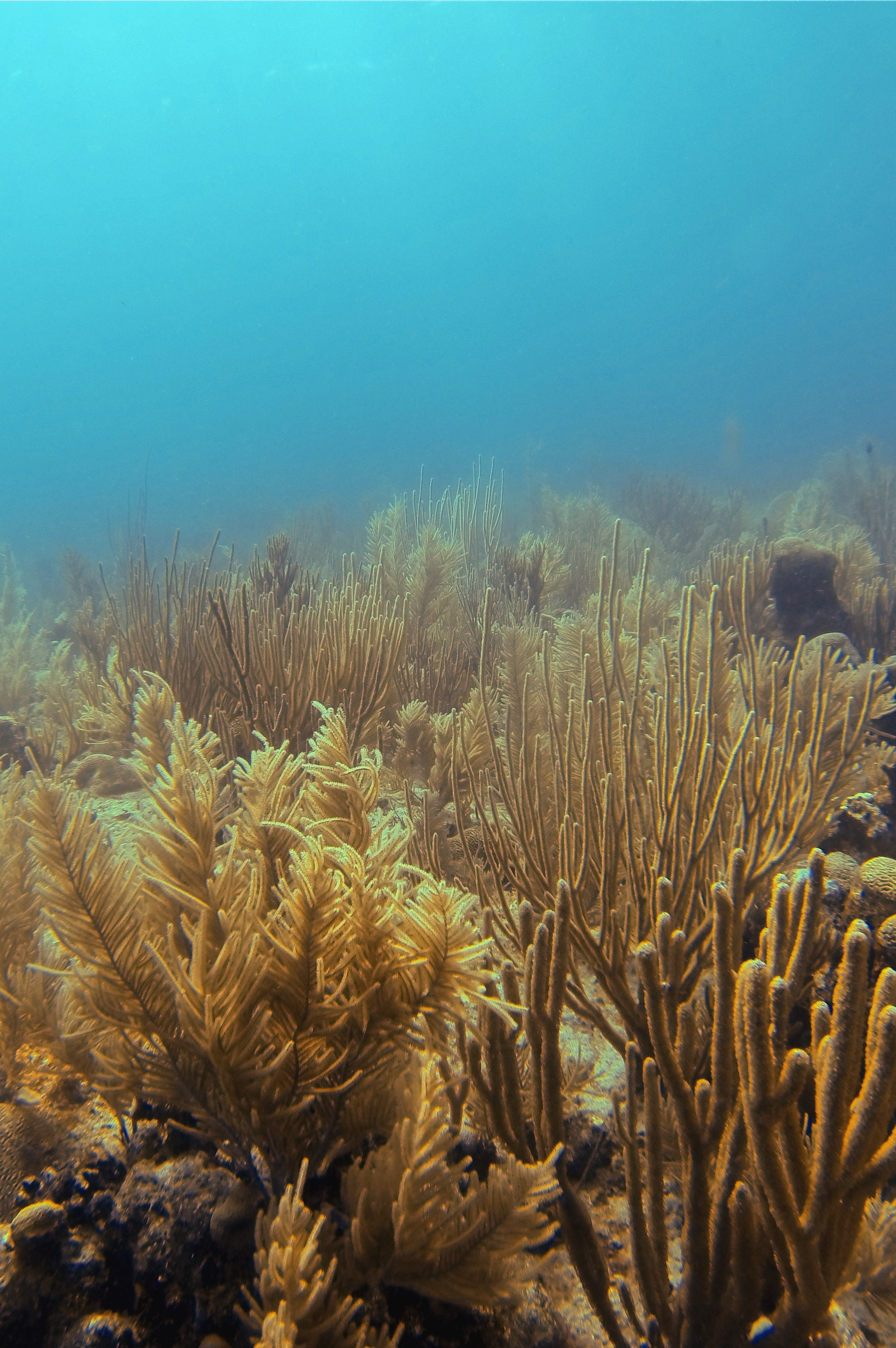 Sea Rods and Sea Plumes