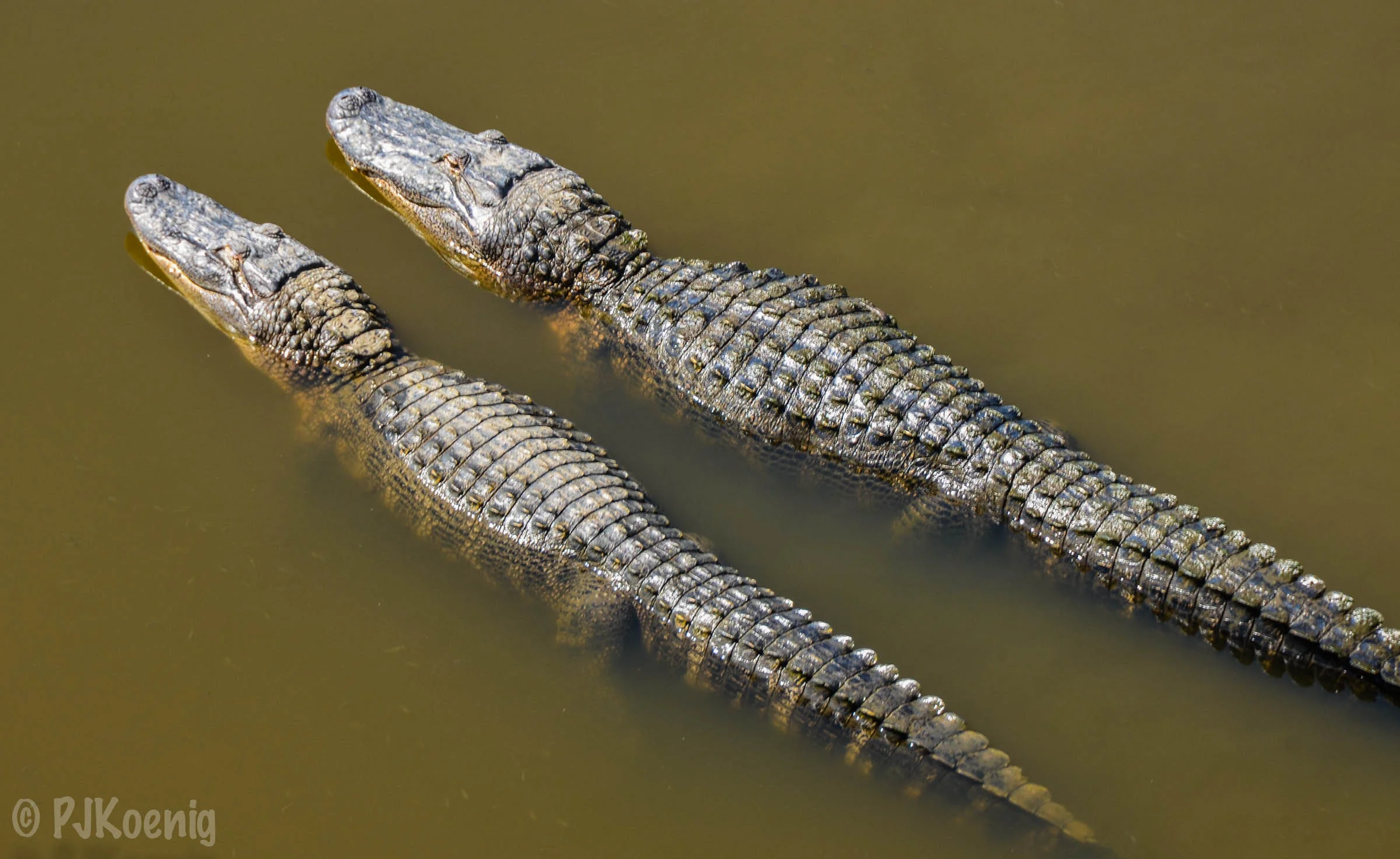 TPC Louisiana1-3.jpg