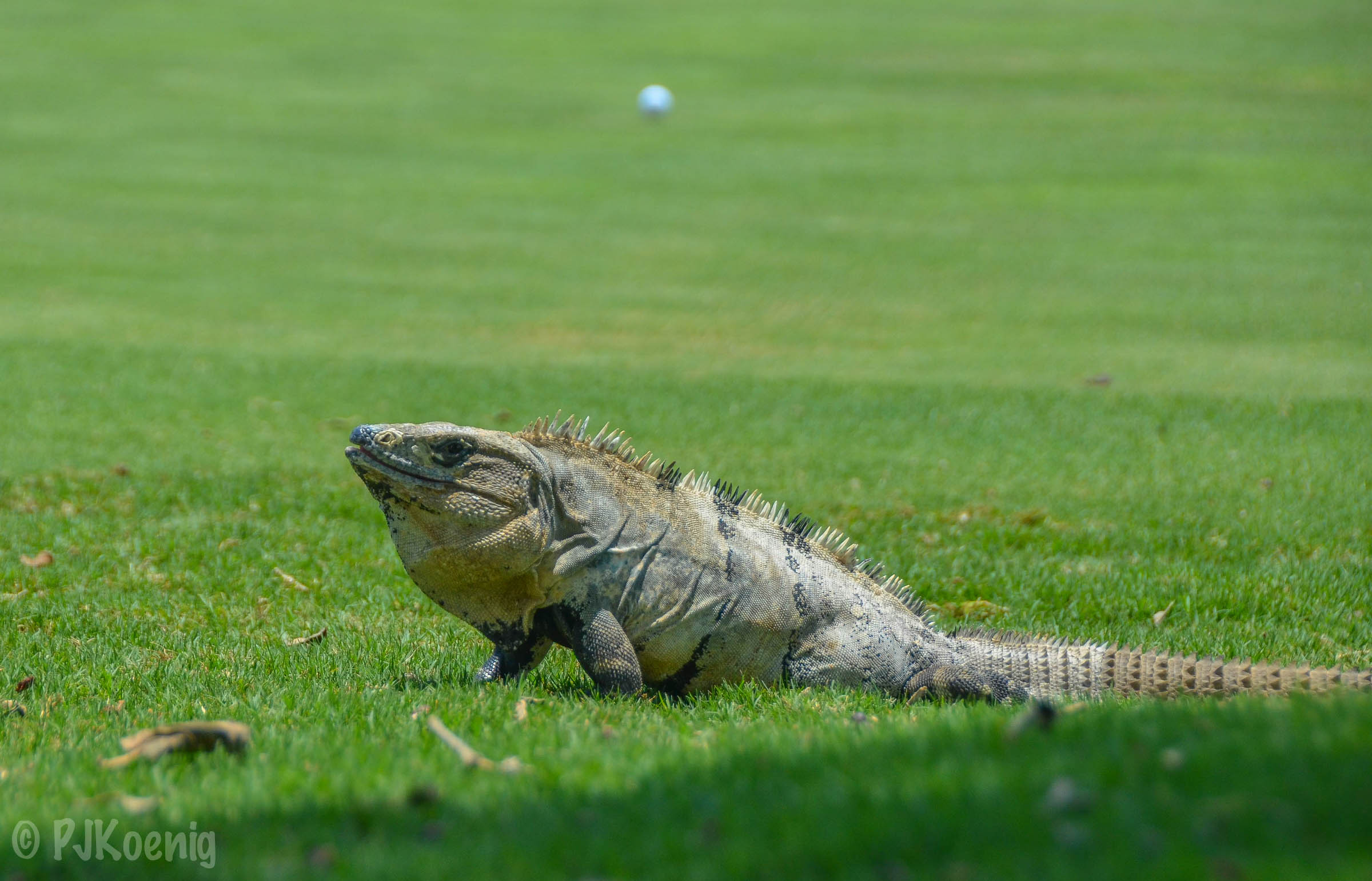 Hard Rock Golf Club1-10.jpg