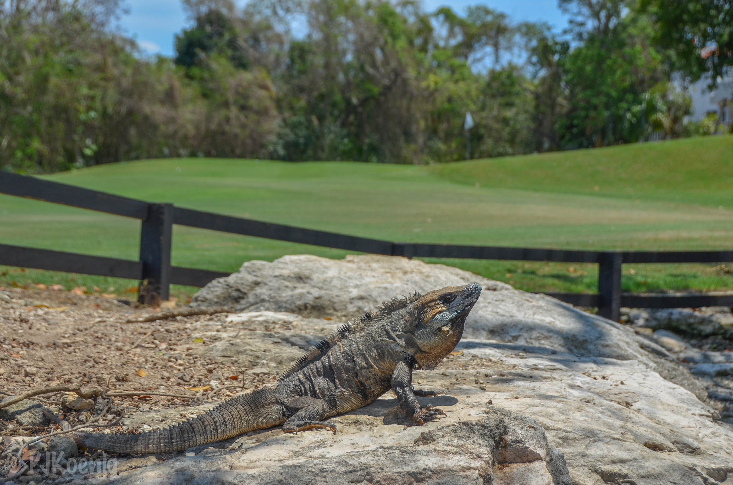 Hard Rock Golf Club1-22.jpg
