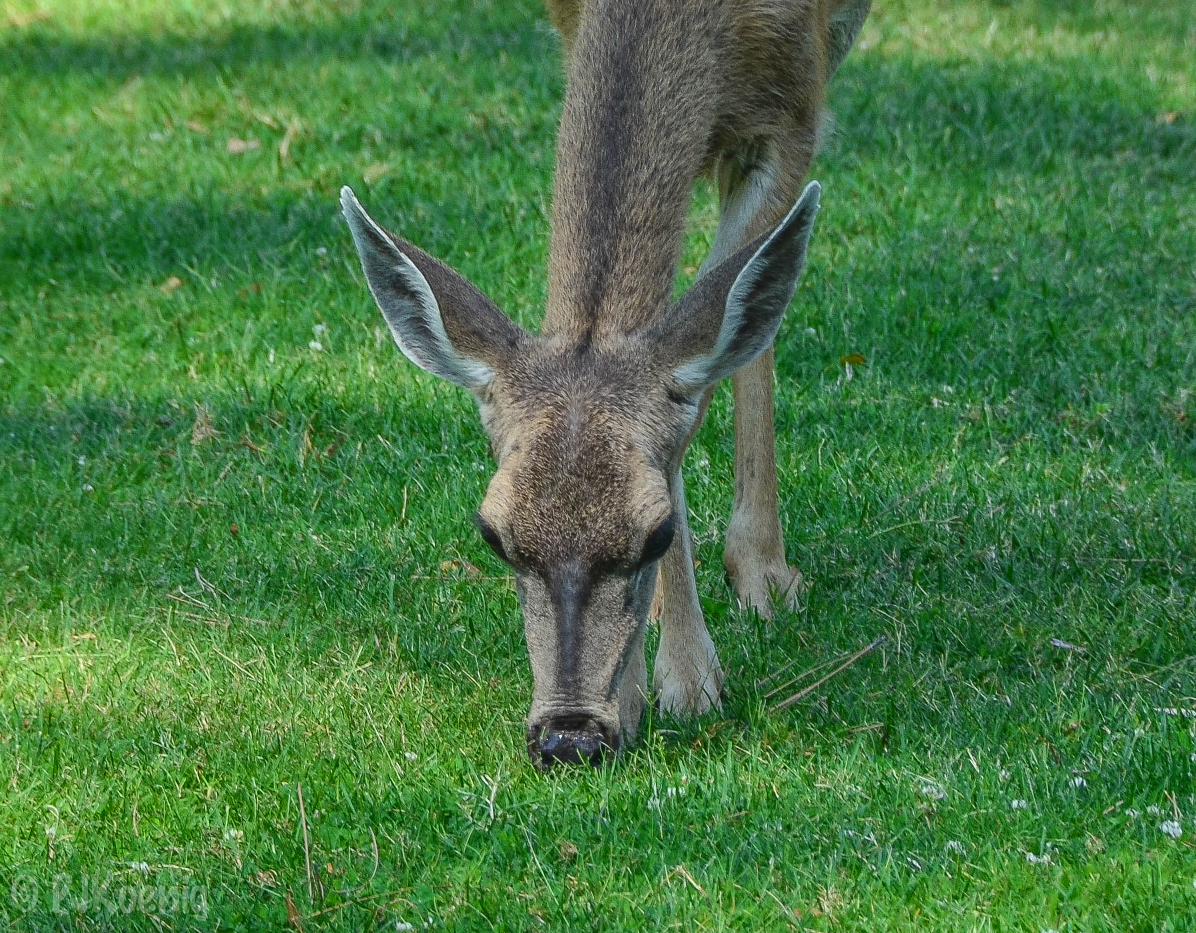 Bidwell Park has more deer per hole than I had strokes.&nbsp;
