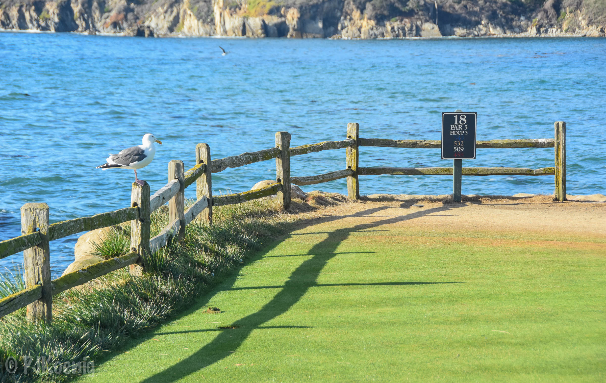 Pebble with Paige1-9.jpg
