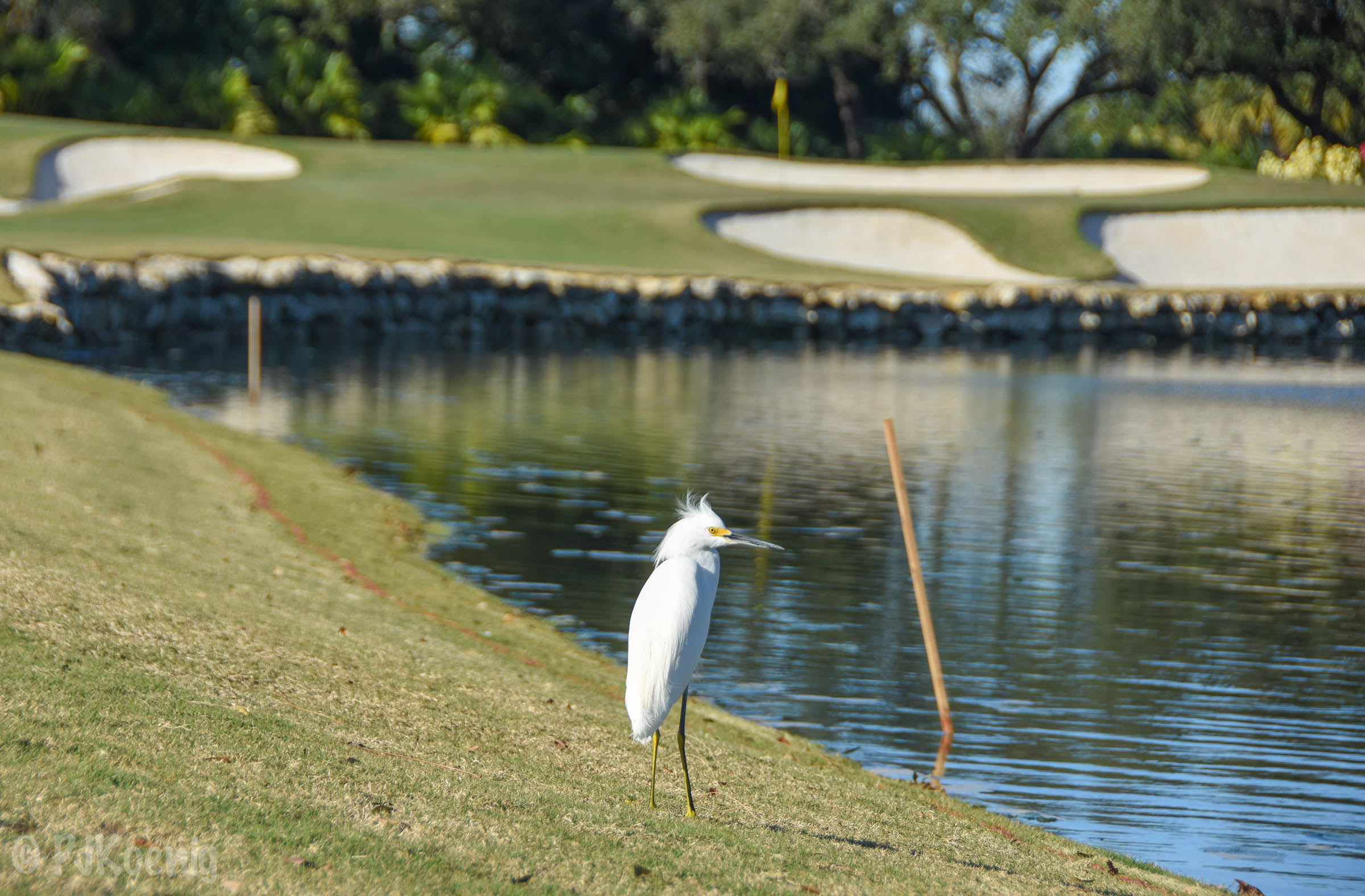 Adios Golf Club1-59.jpg