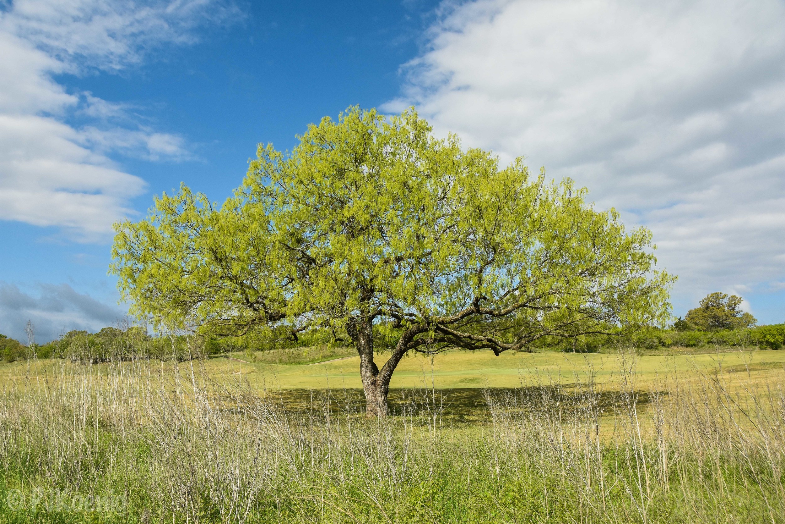 Briggs Ranch1-16.jpg
