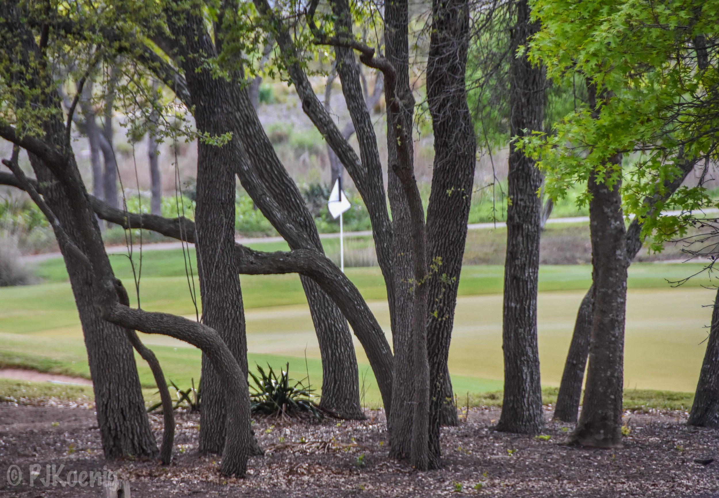 Spanish Oaks1-55.jpg