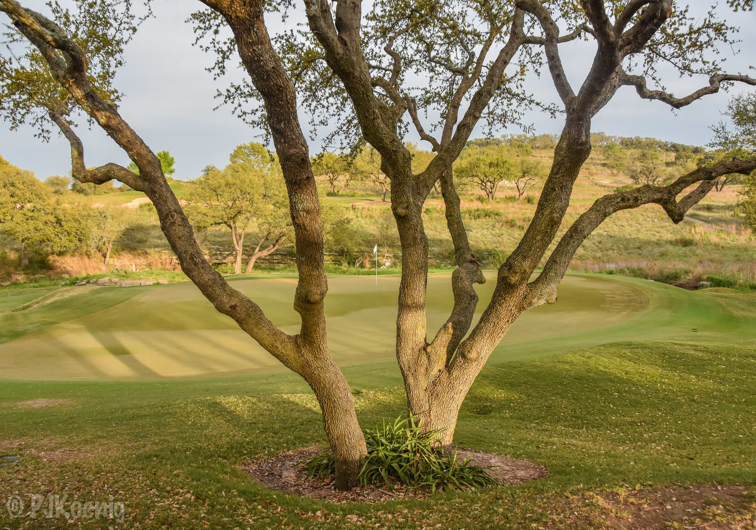 Spanish Oaks1-85.jpg