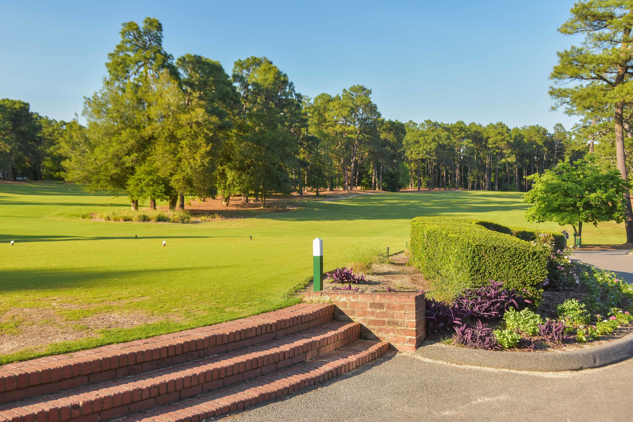 Pine Needles1-36.jpg