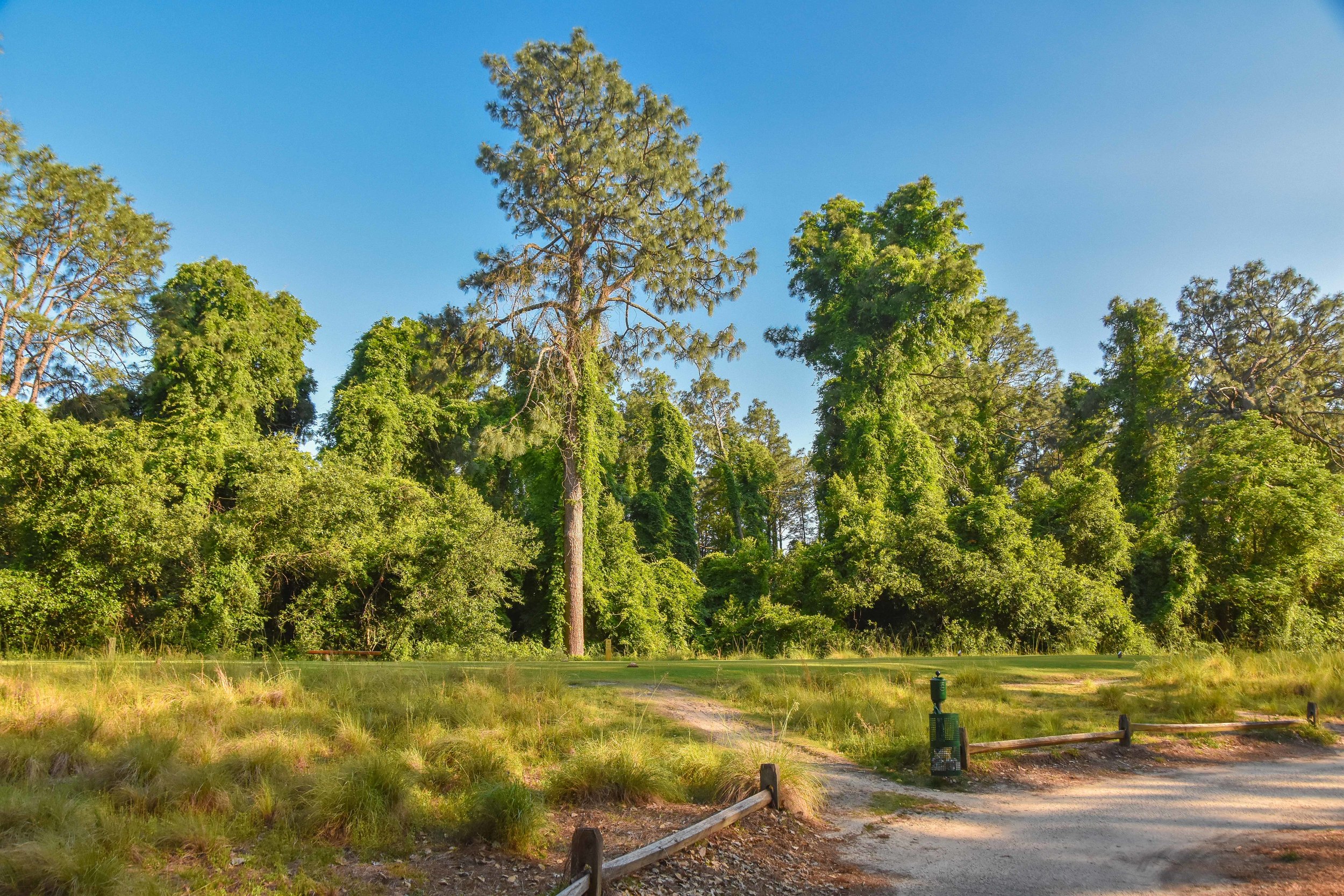 Pine Needles1-33.jpg