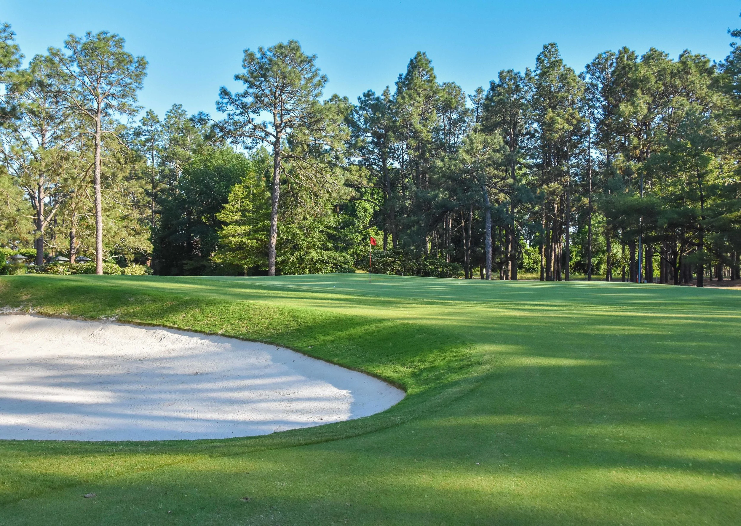 Pine Needles1-31.jpg