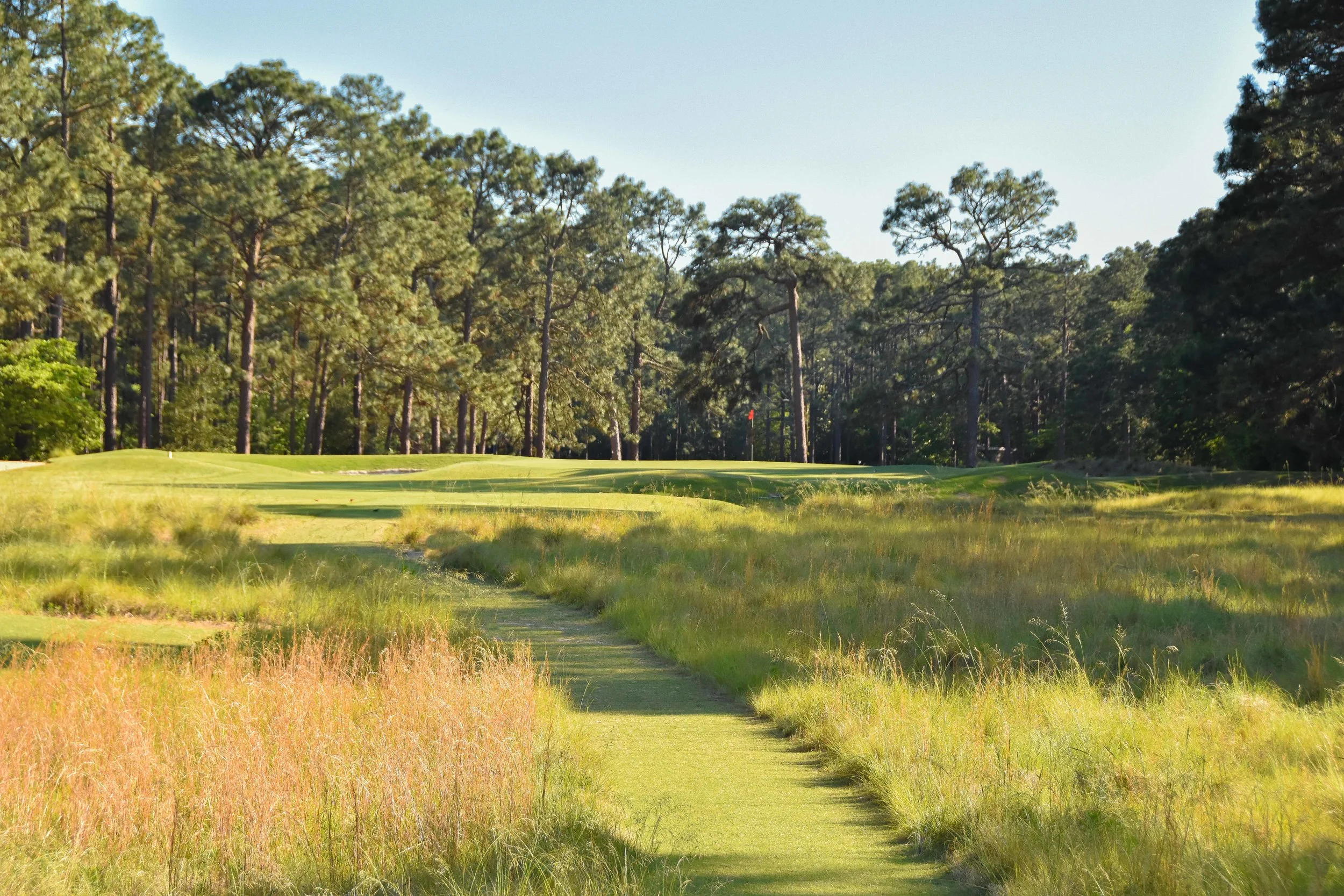 Pine Needles1-28.jpg