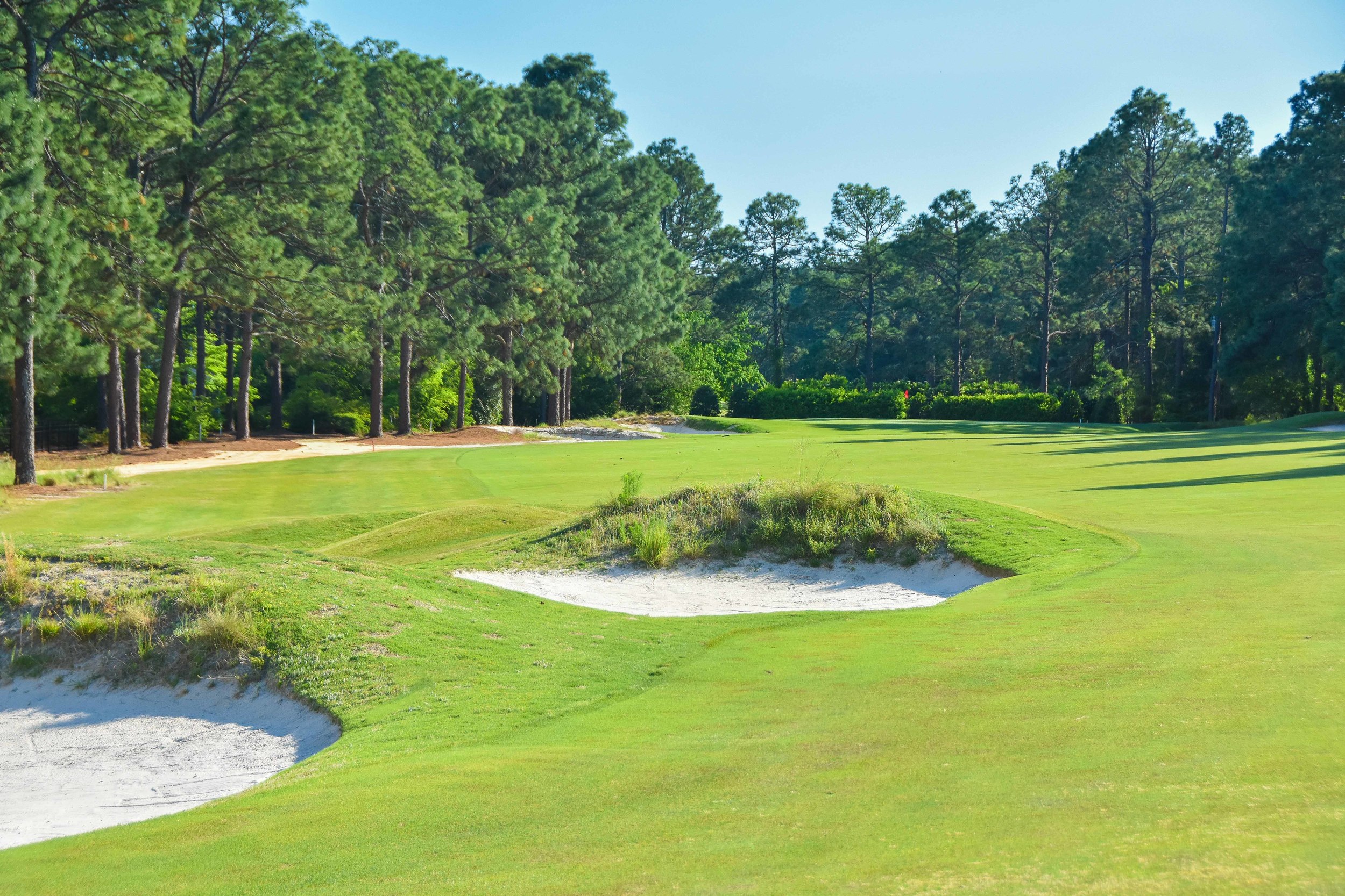Pine Needles1-27.jpg
