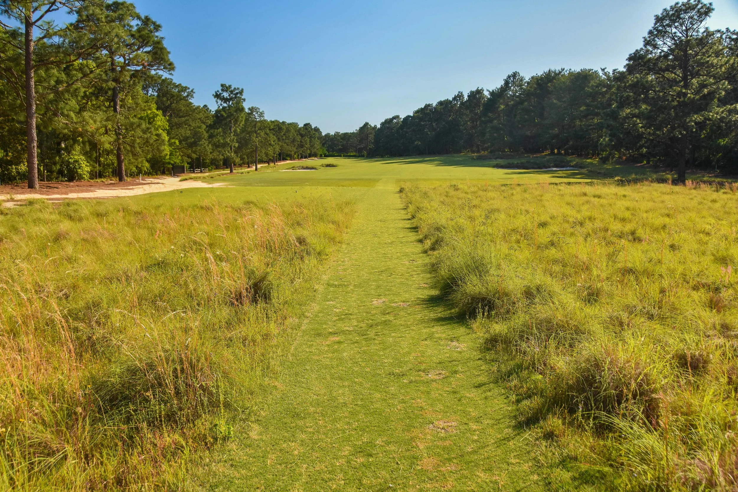 Pine Needles1-26.jpg