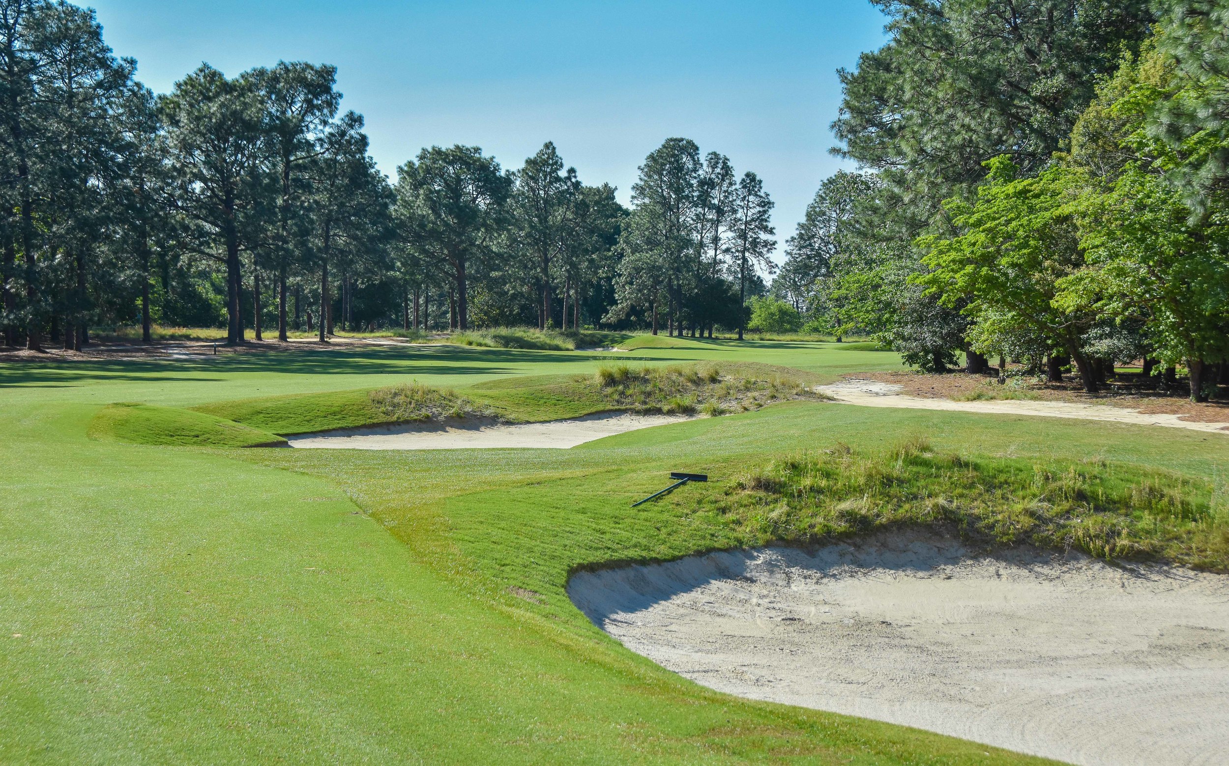 Pine Needles1-24.jpg