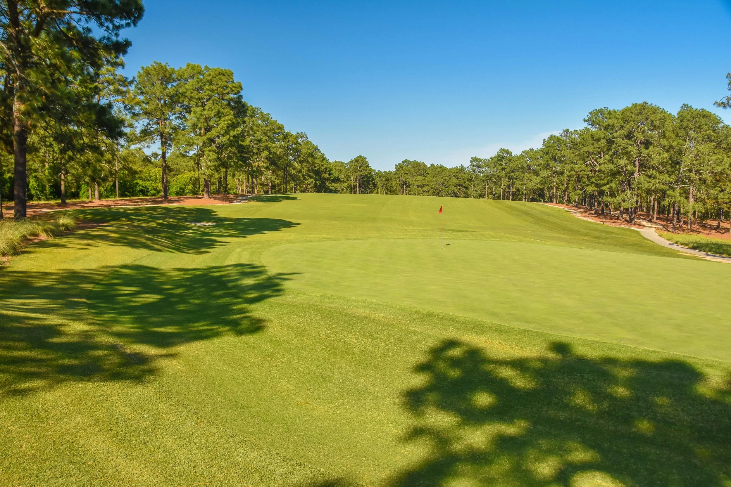 Pine Needles1-20.jpg