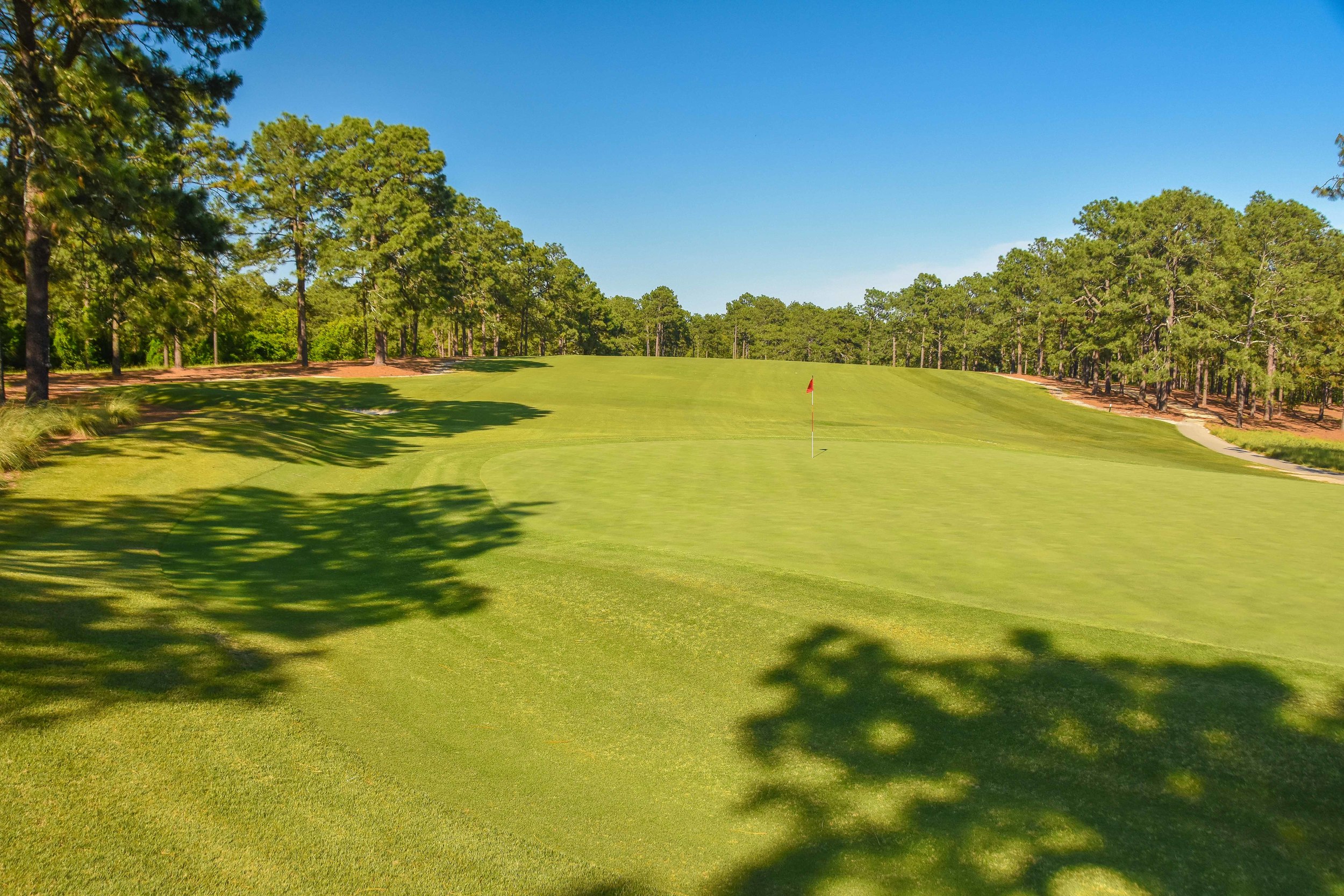 Pine Needles1-20.jpg