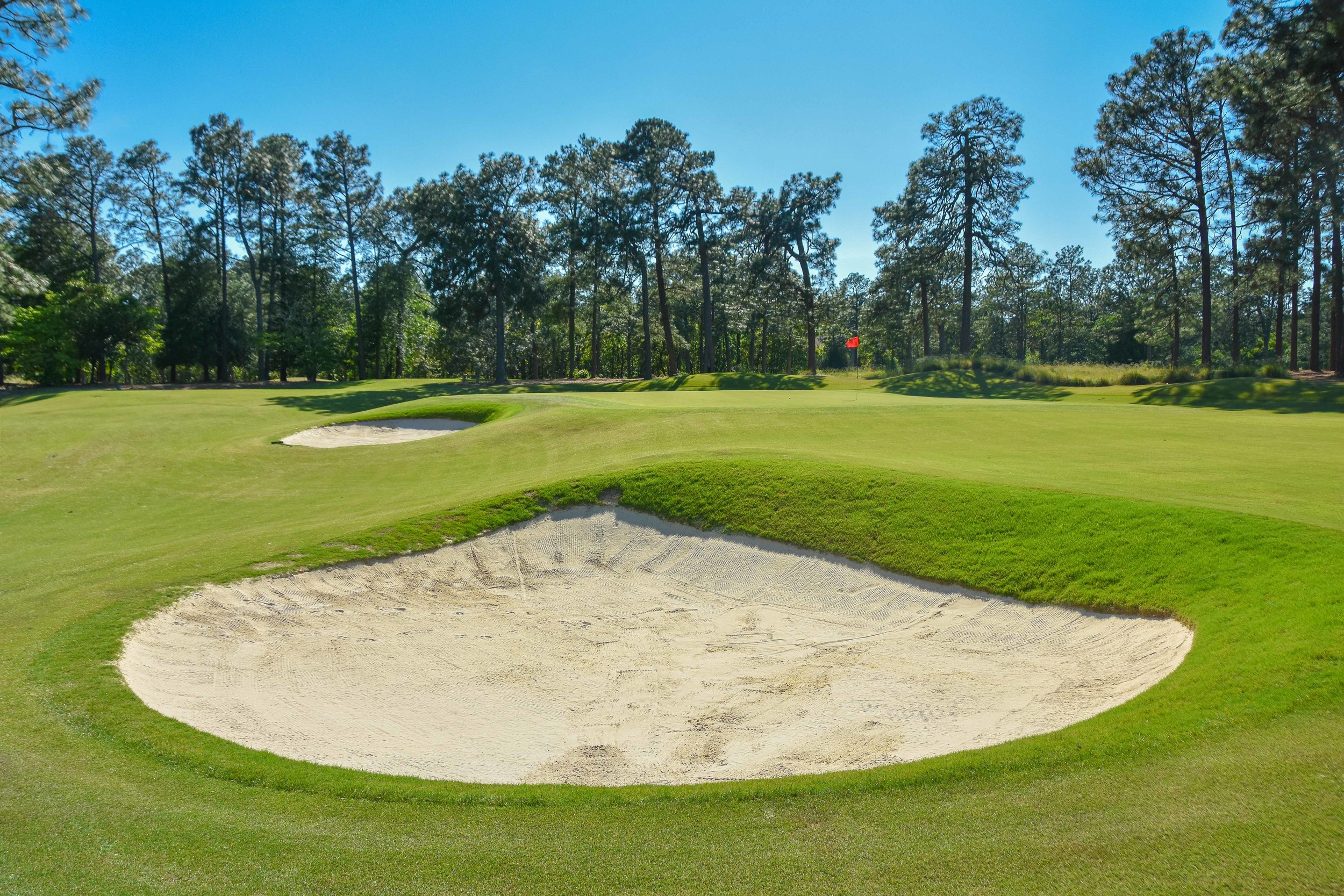 Pine Needles1-19.jpg