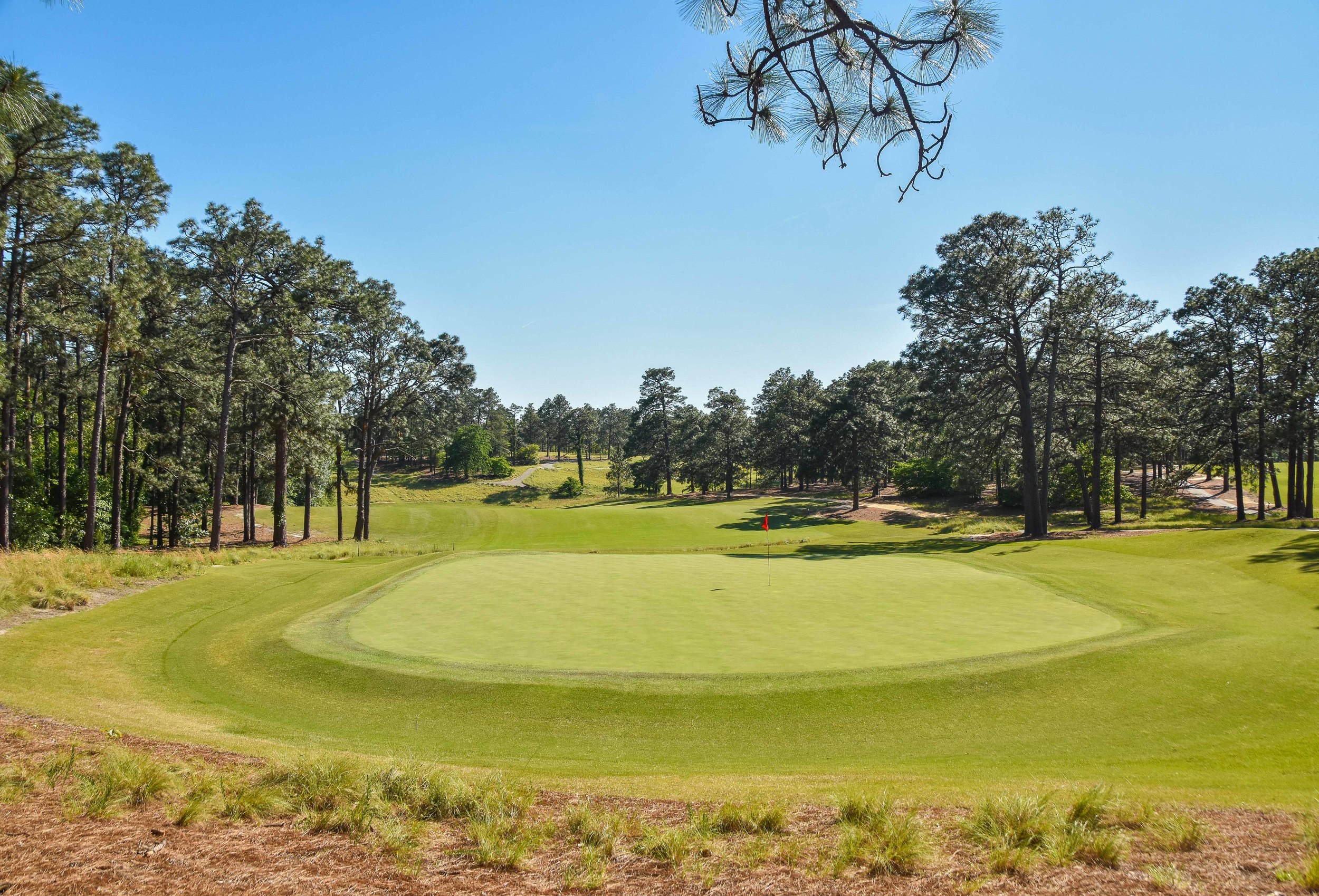 Pine Needles1-18.jpg