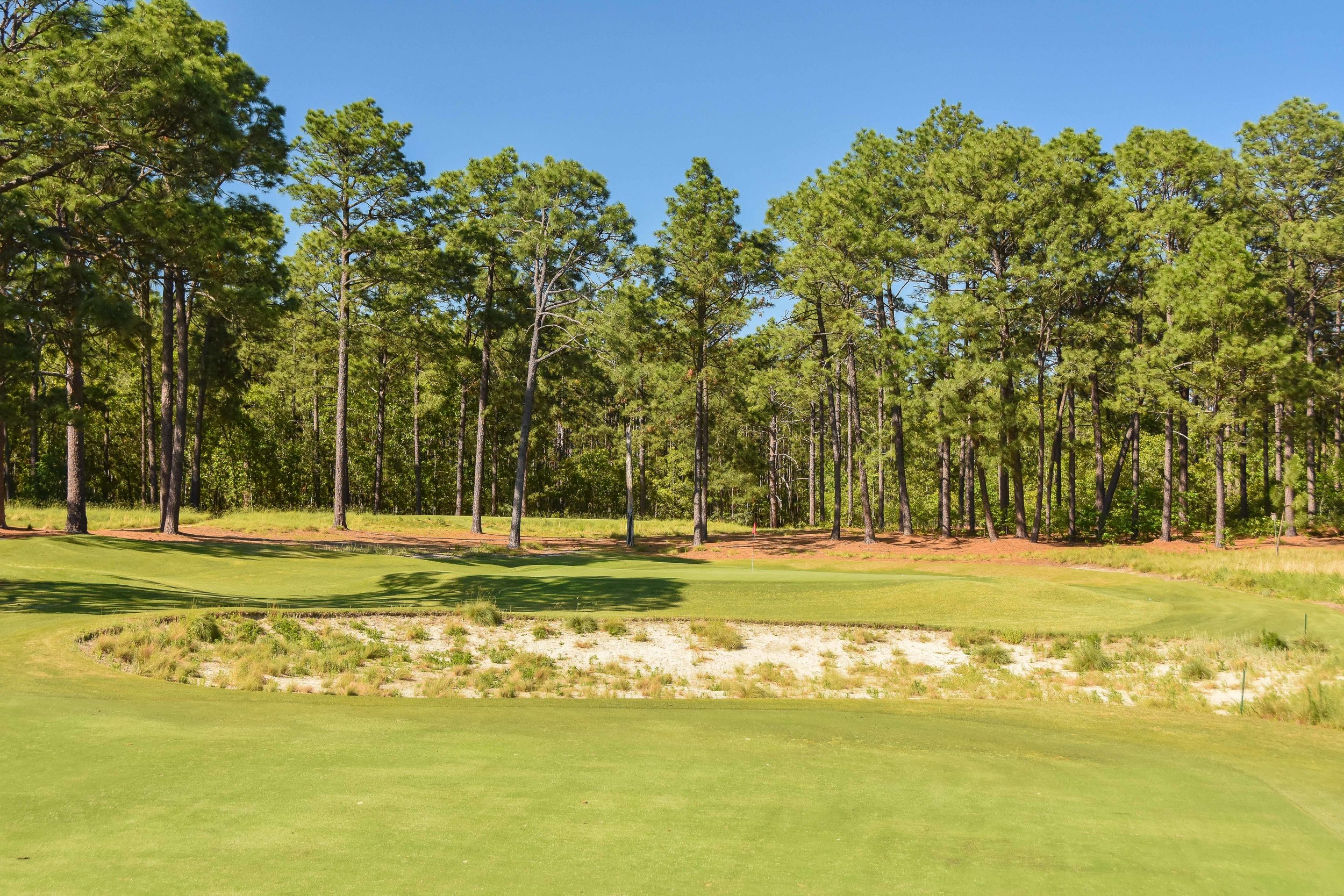Pine Needles1-17.jpg