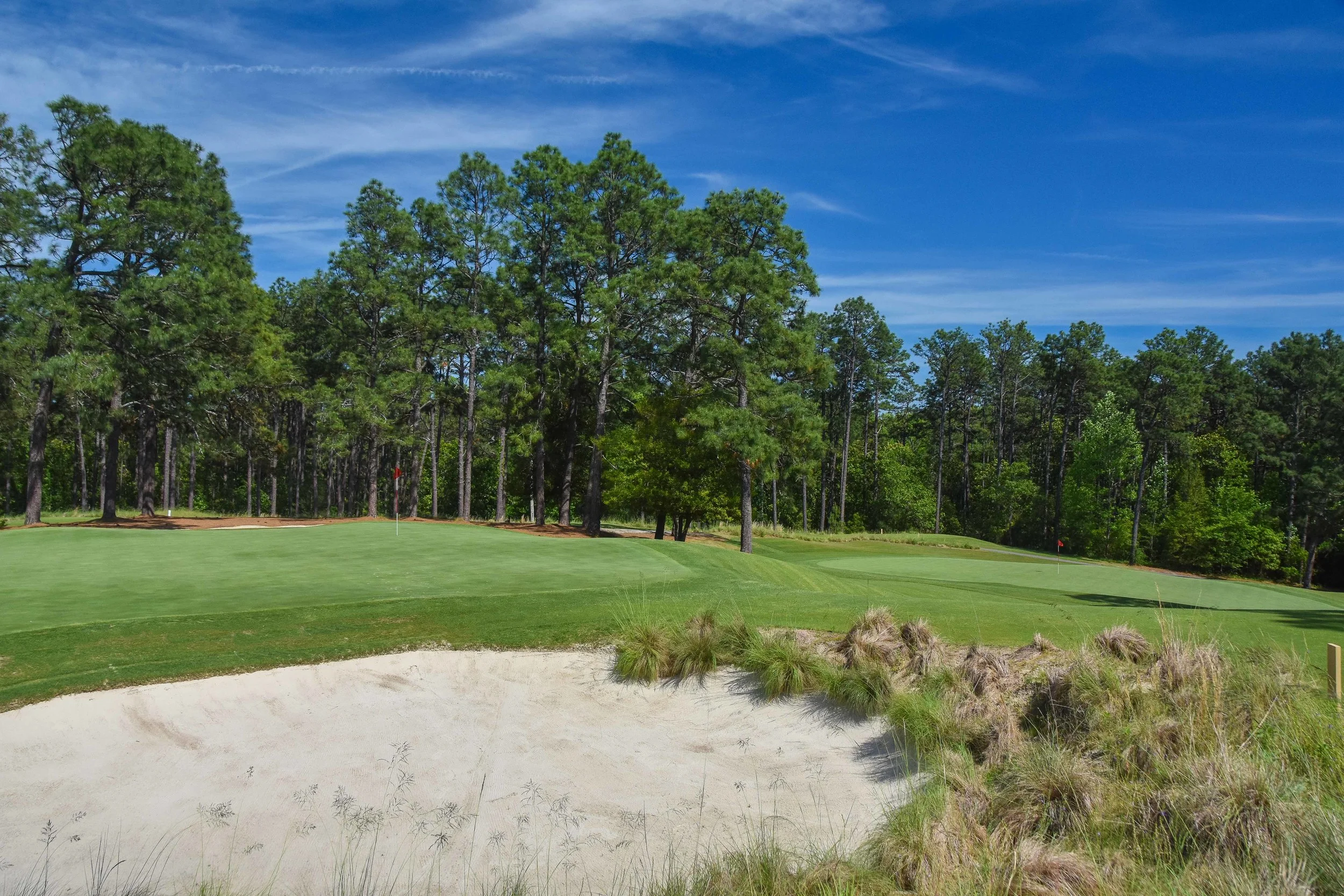 Pine Needles1-12.jpg