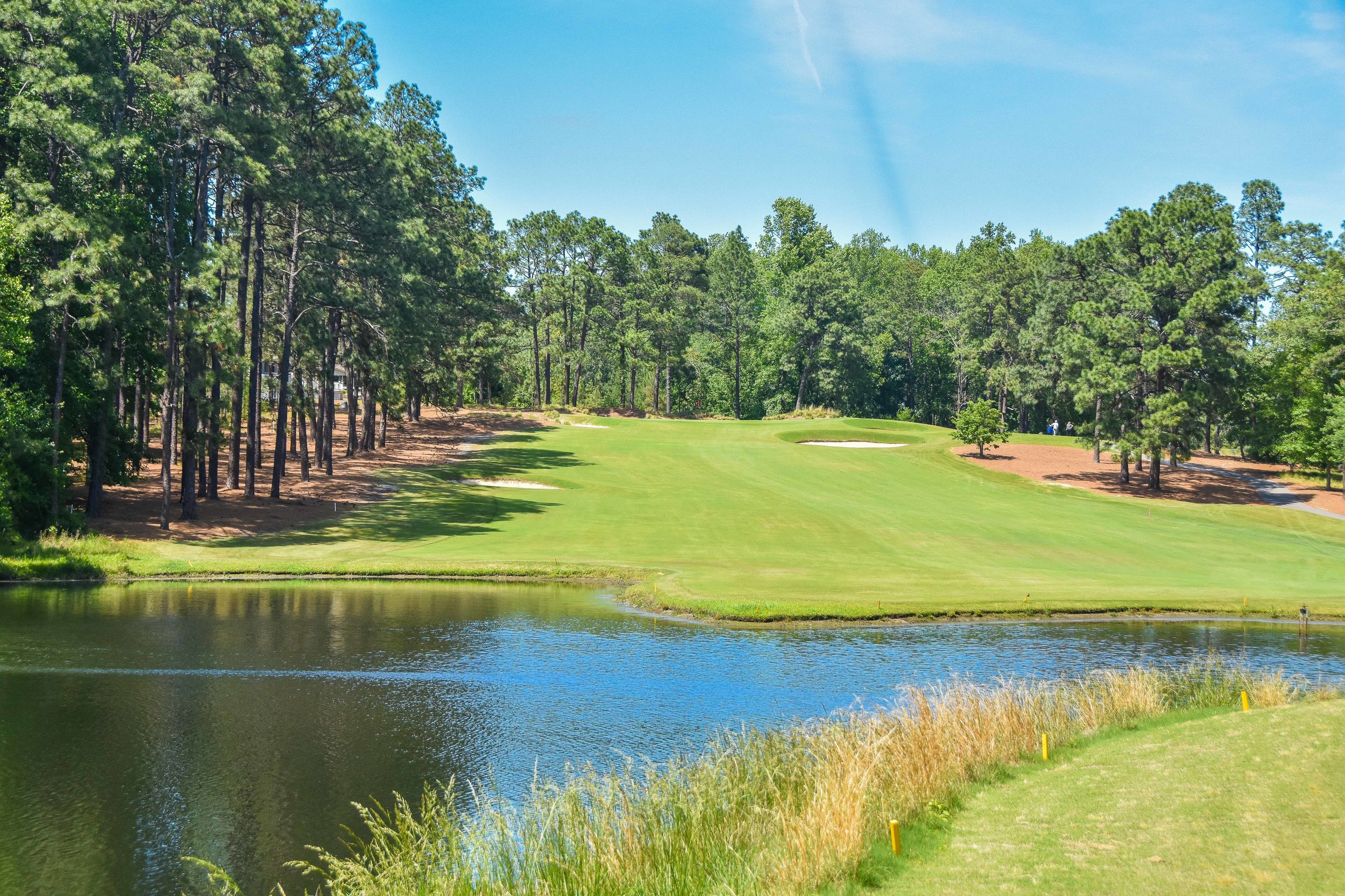 Pine Needles1-8.jpg
