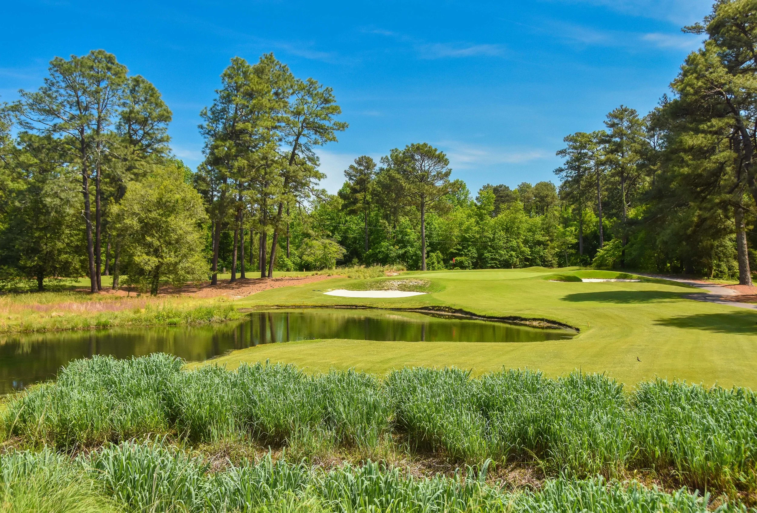 Pine Needles1-5.jpg