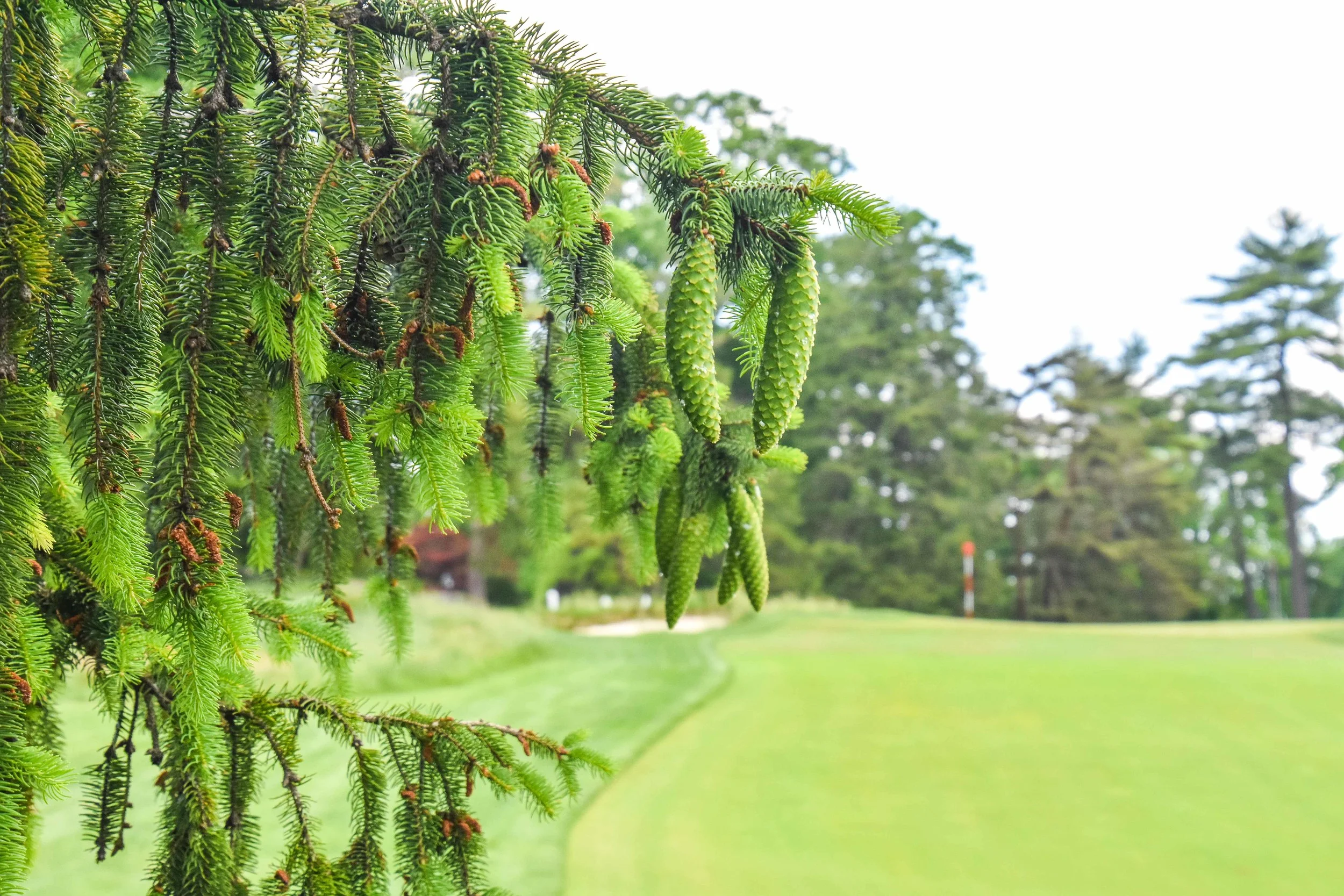 Merion - East Course1-81.jpg