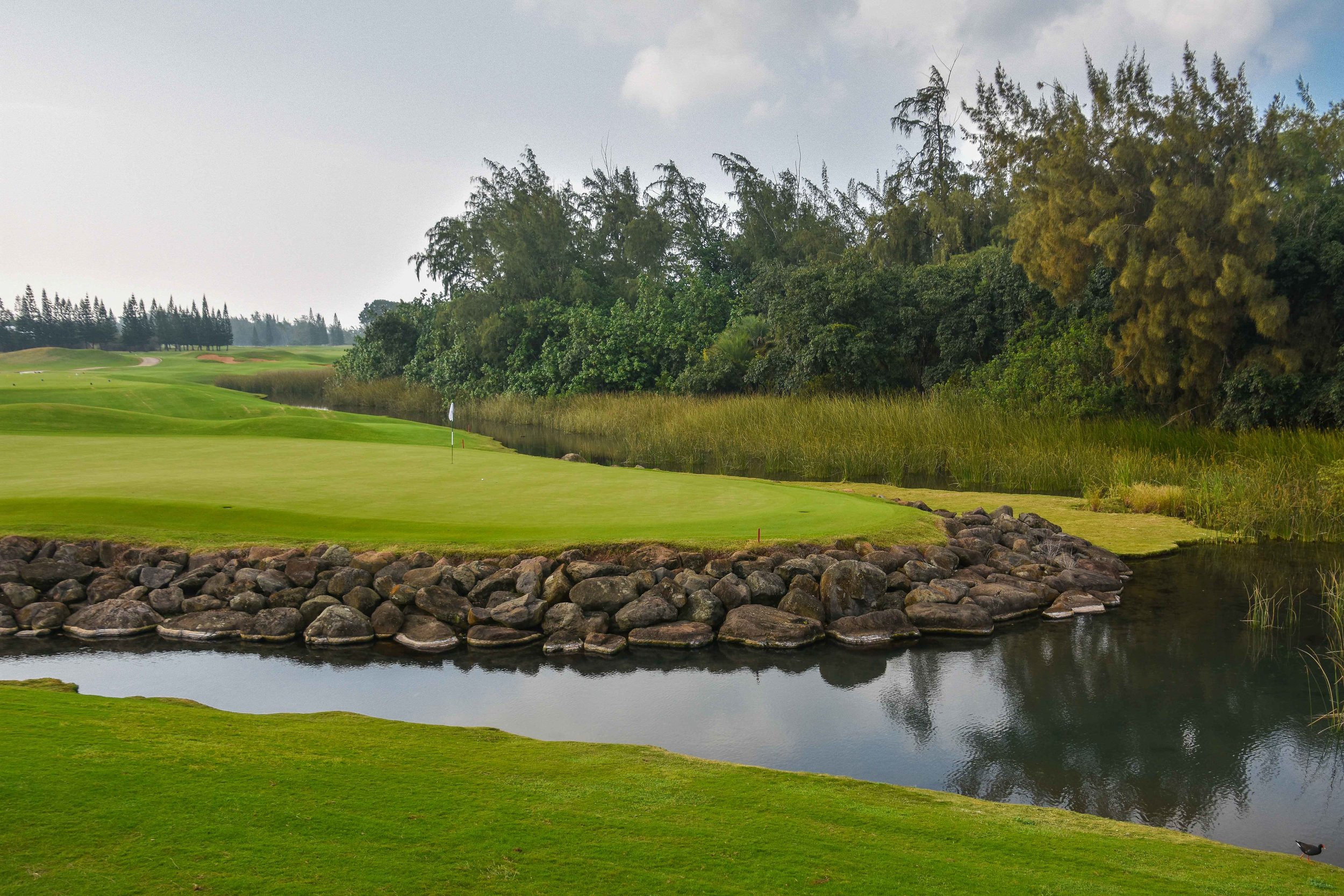 Turtle Bay - Palmer1-42.jpg