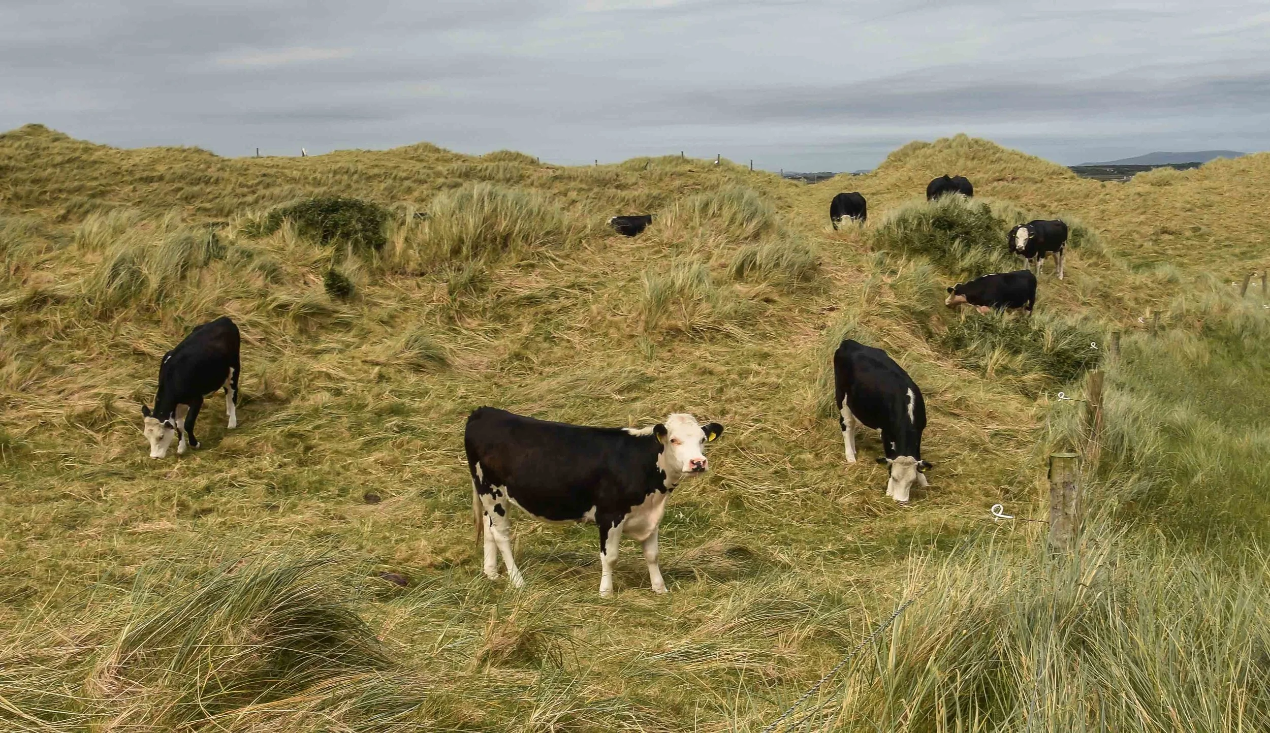 Doonbeg1-34.jpg