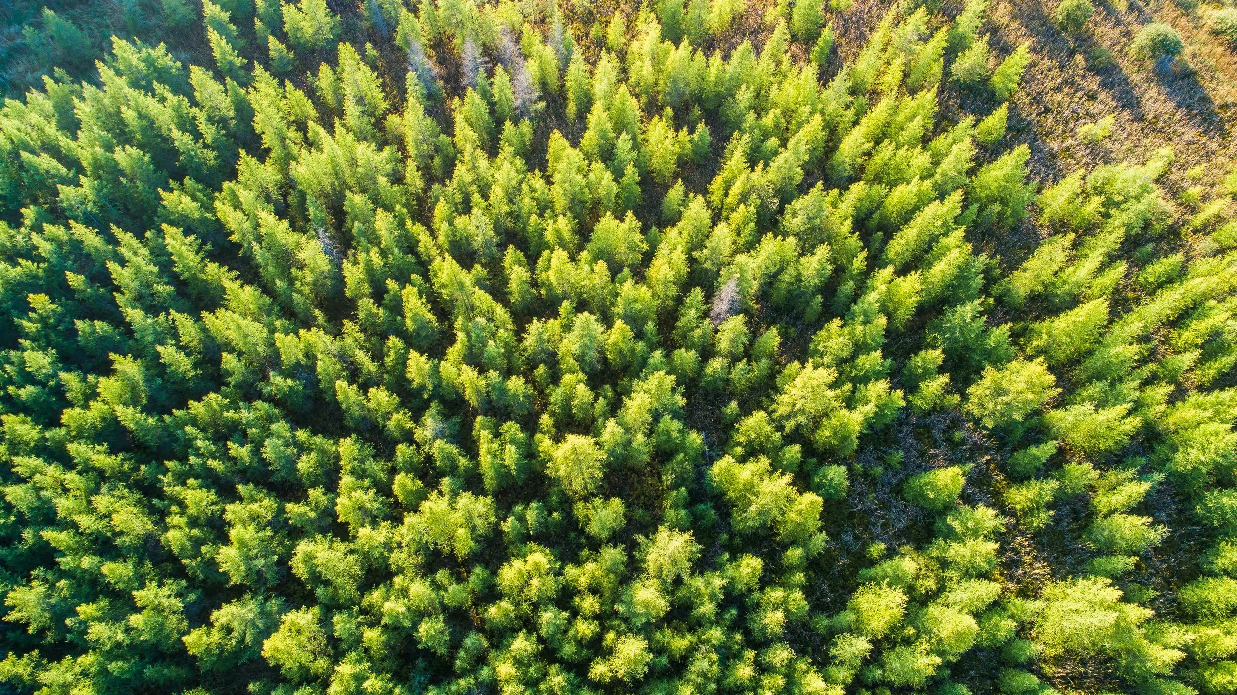 DJI_0036.jpg