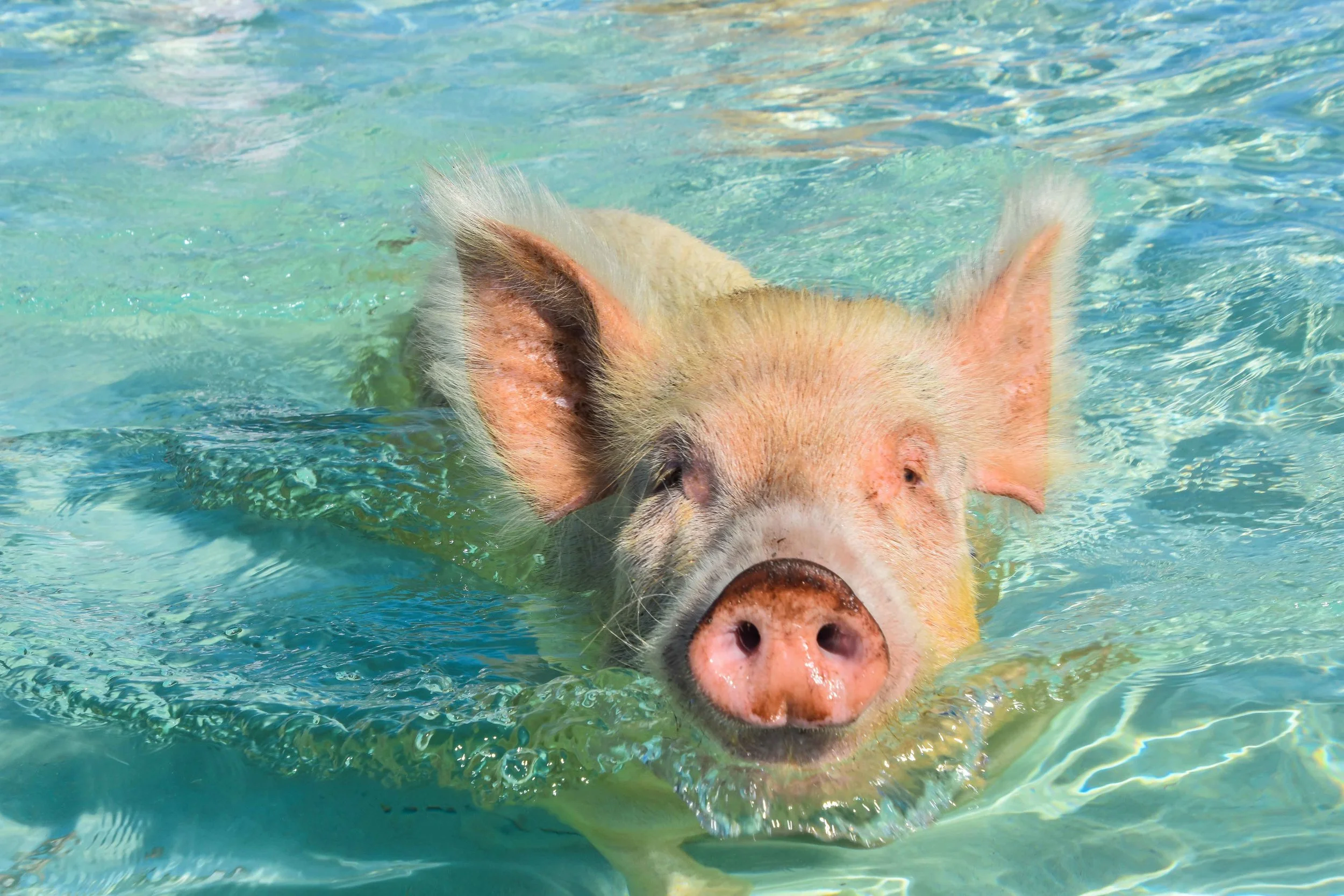 Lil’ Squealy was my favorite piggy.