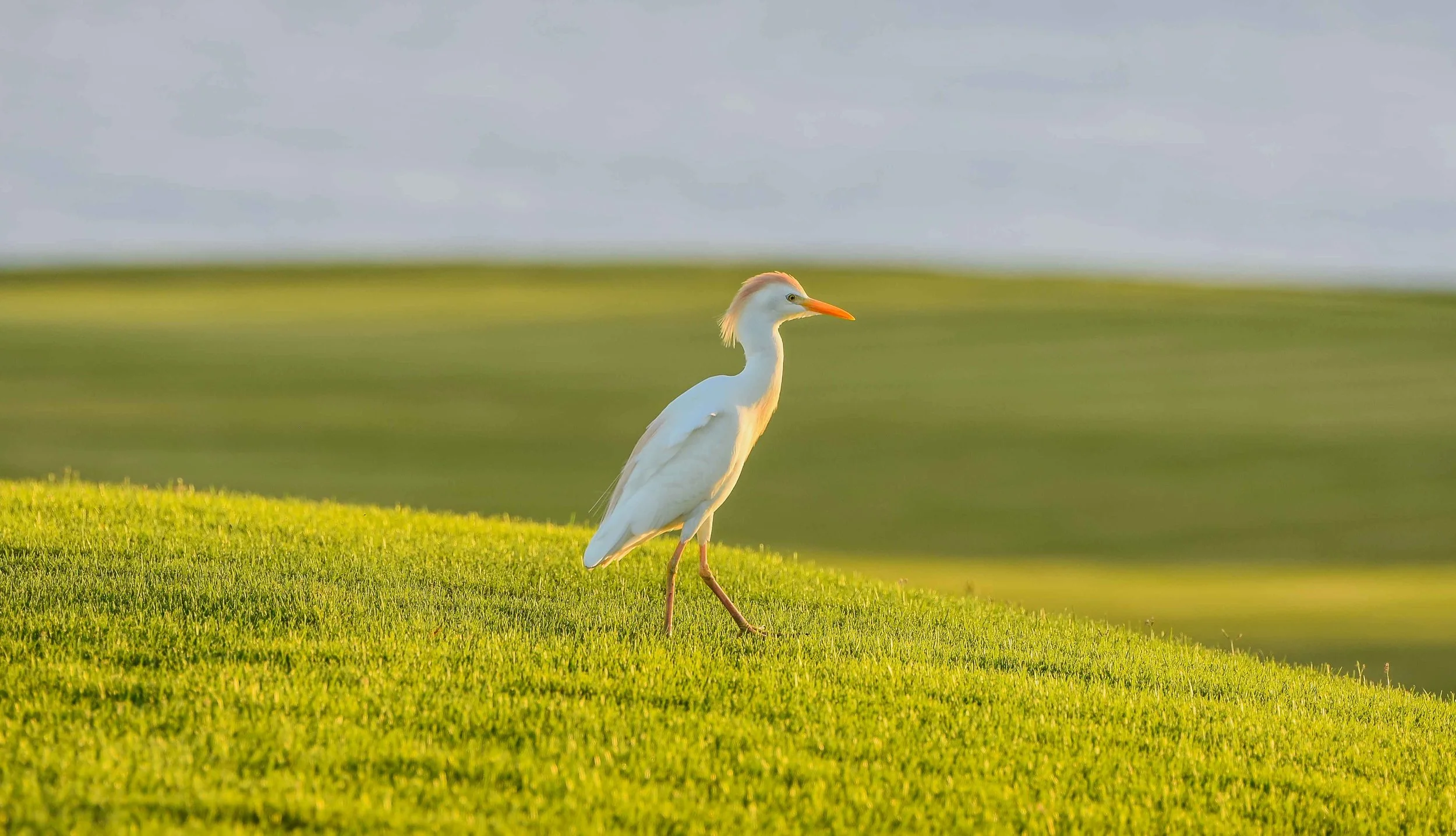 Early bird gets the worm, and I get the picture of the bird getting the worm.